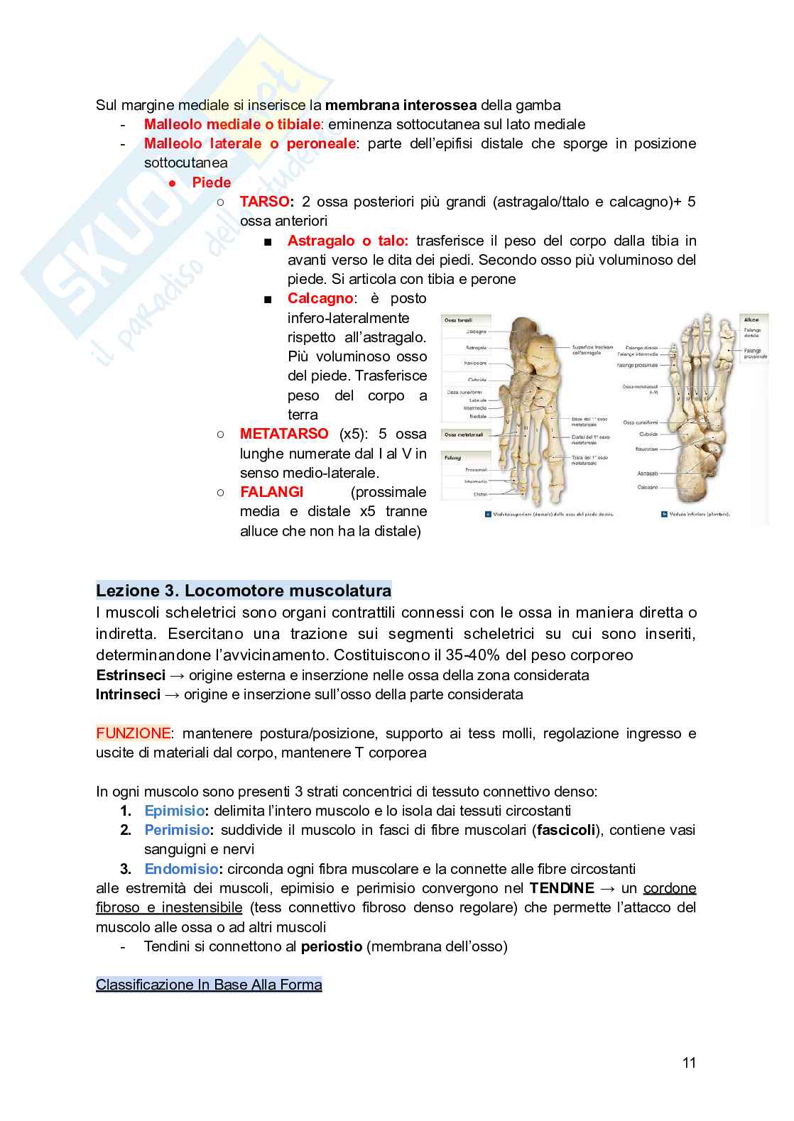 Anatomia e fisiologia dei modelli animali Pag. 11