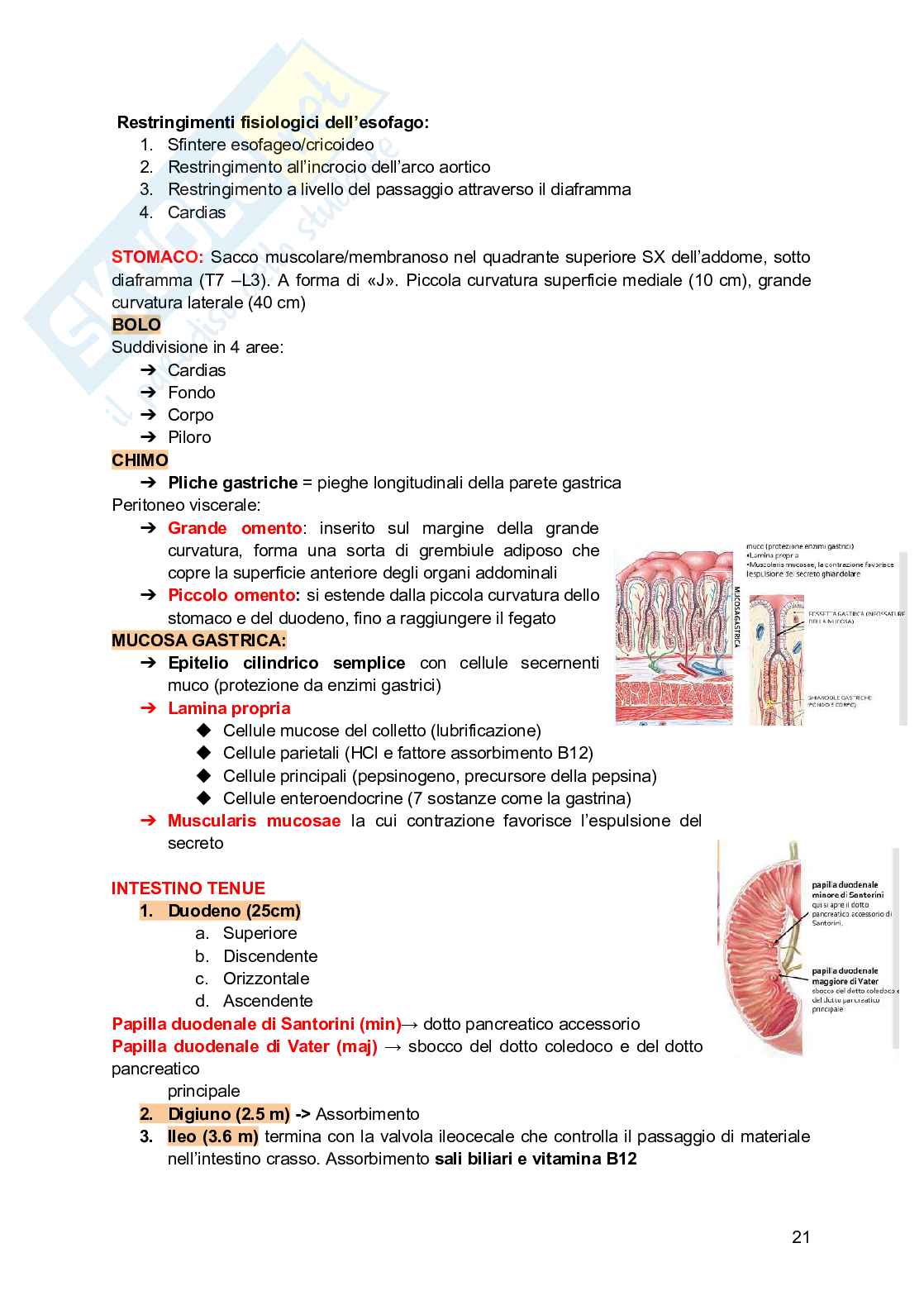 Anatomia e fisiologia dei modelli animali Pag. 21