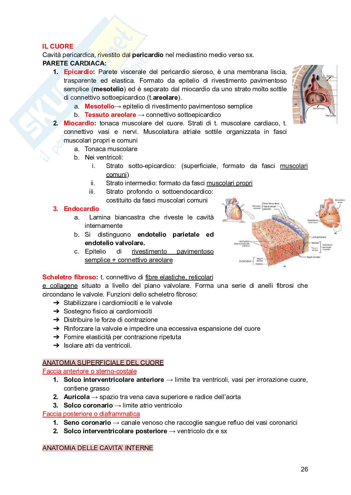 Anatomia e fisiologia dei modelli animali Pag. 26