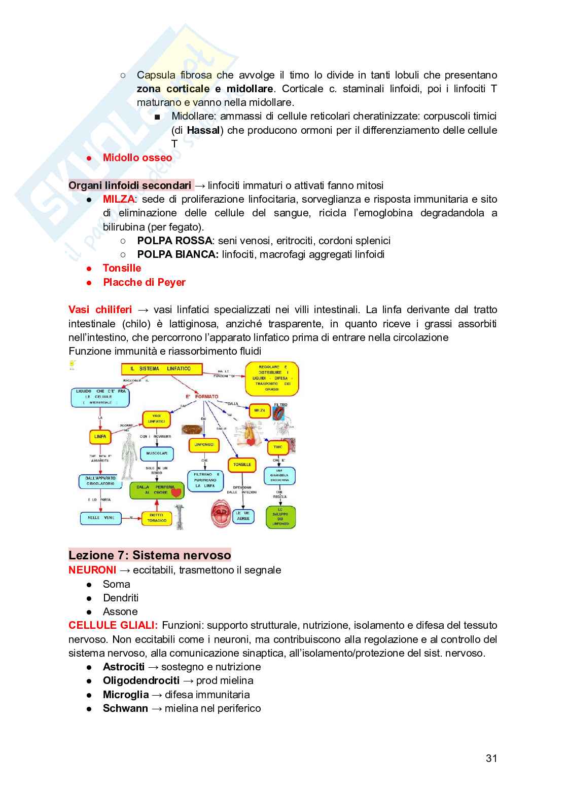 Anatomia e fisiologia dei modelli animali Pag. 31
