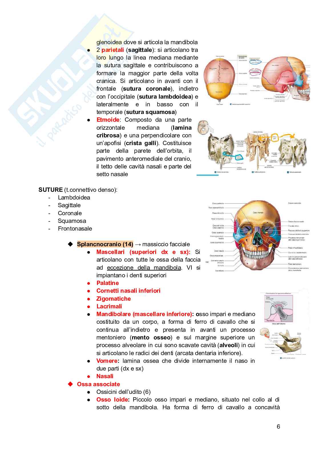 Anatomia e fisiologia dei modelli animali Pag. 6
