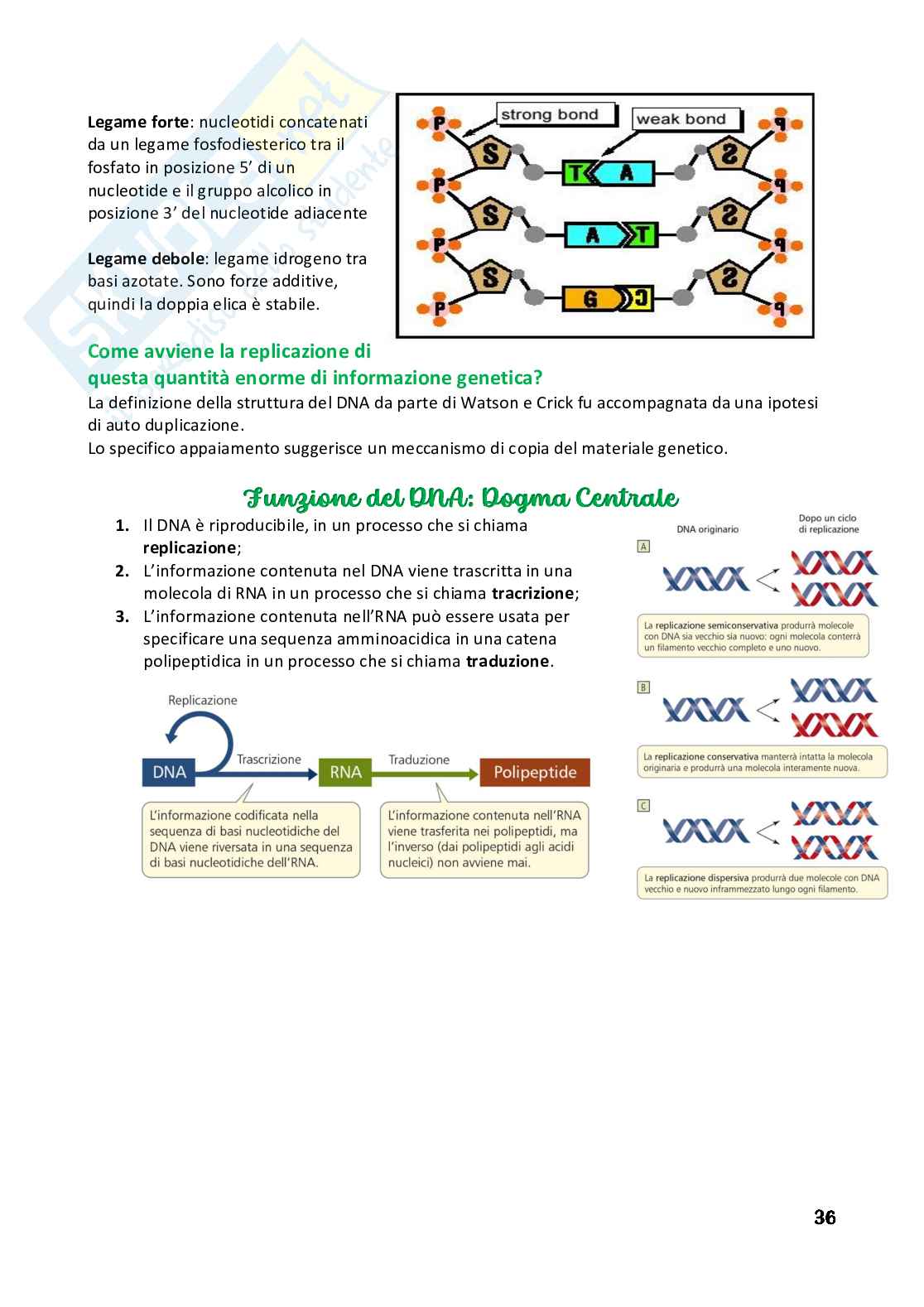 Biologia applicata Pag. 36