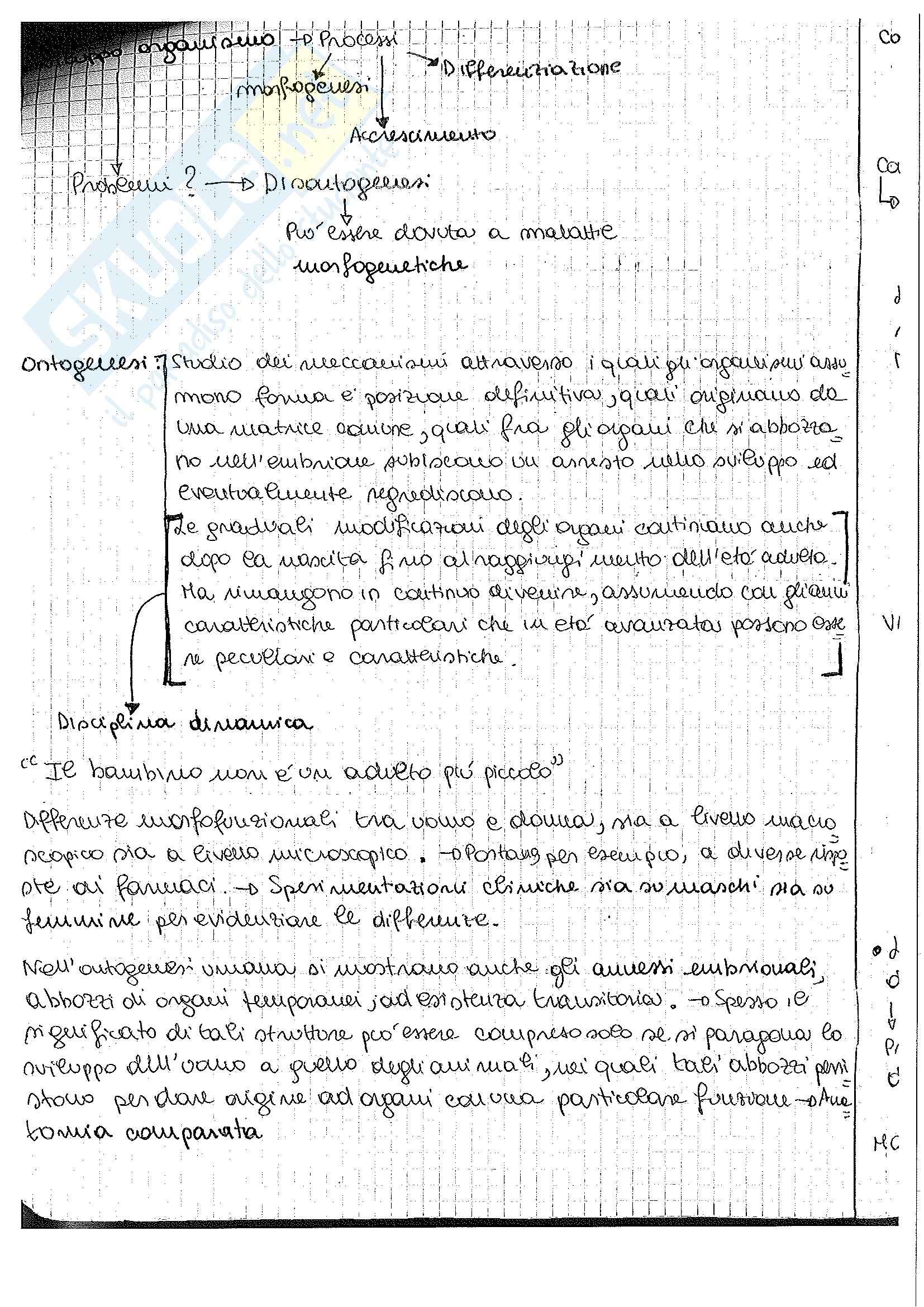 Riassunto esame Anatomia umana 1, prof. Pirino Pag. 2