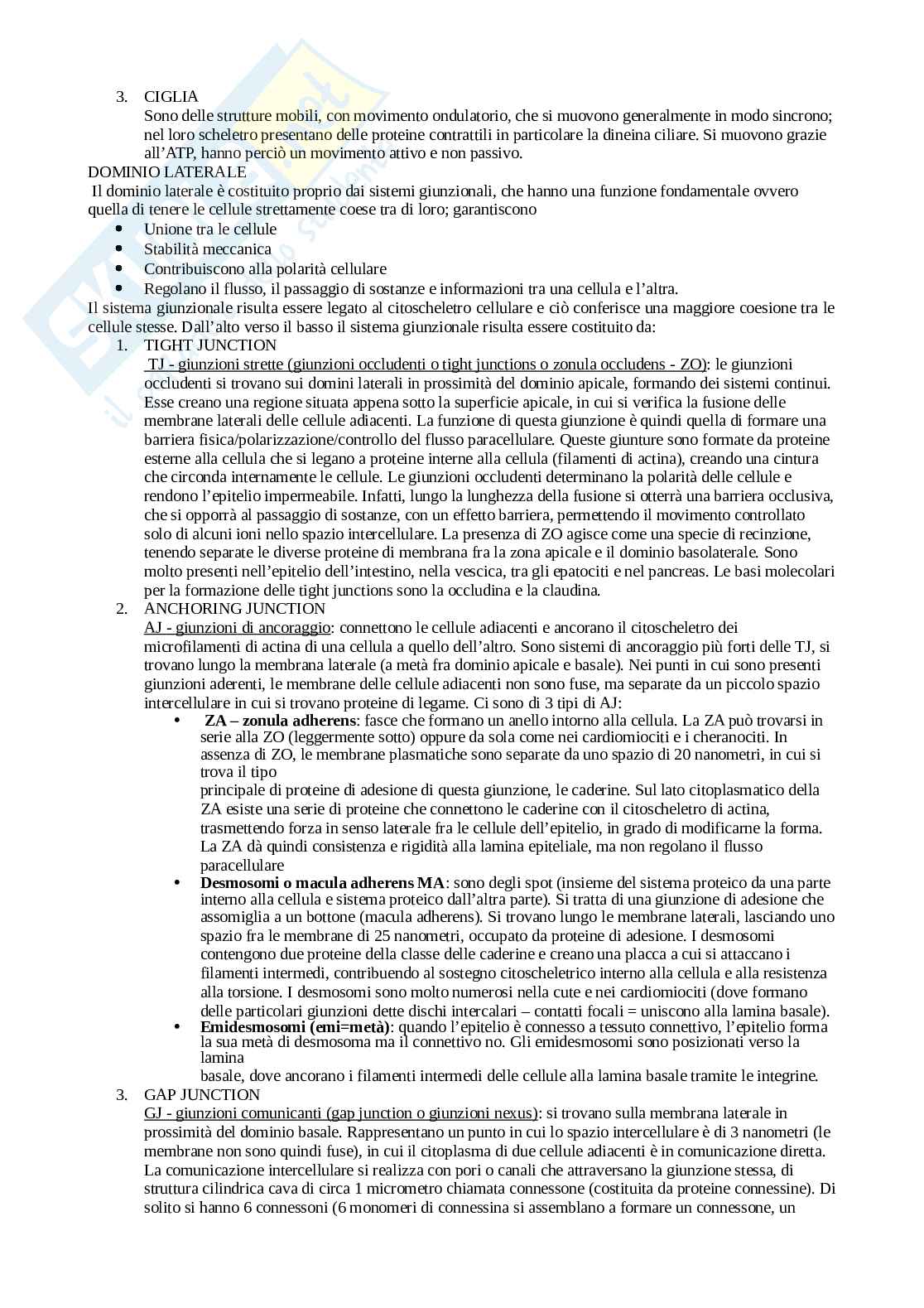 Appunti Anatomia umana Pag. 2