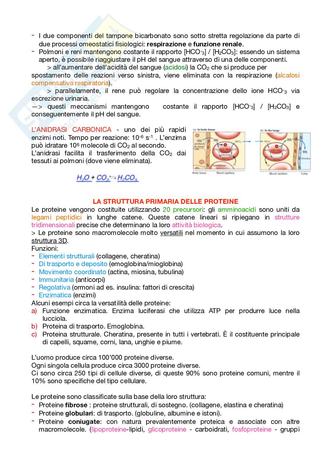 Appunti Biochimica 1 – Parte 1 – Completi di immagini e schemi Pag. 21