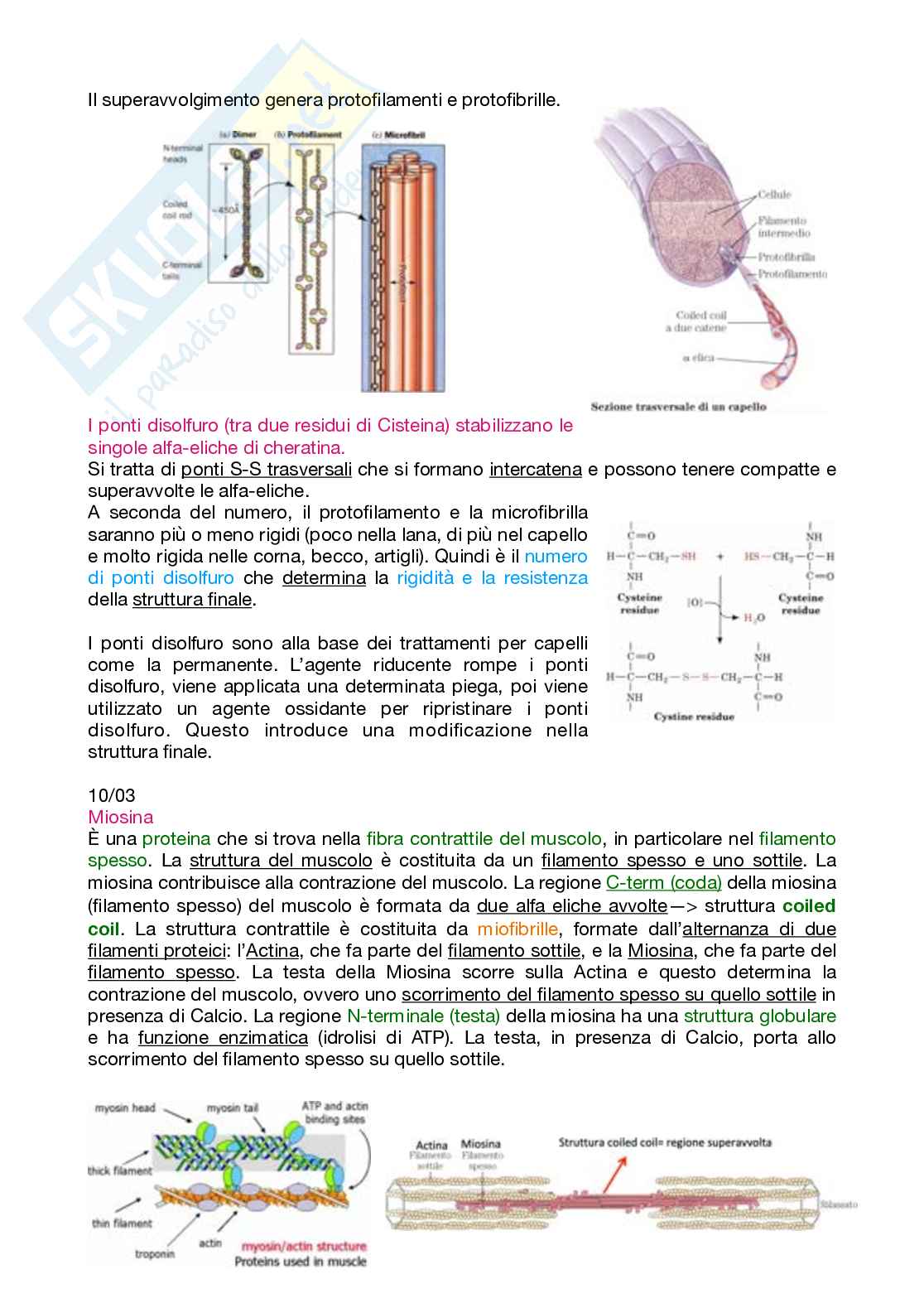 Appunti Biochimica 1 – Parte 1 – Completi di immagini e schemi Pag. 41