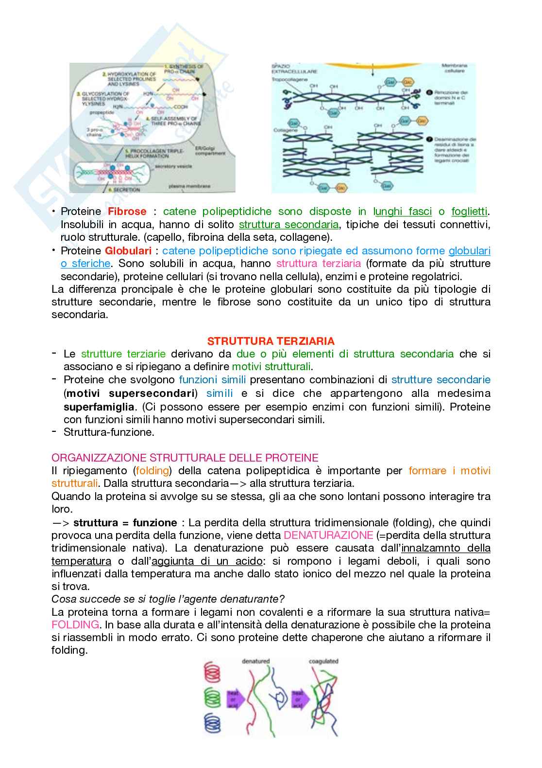 Appunti Biochimica 1 – Parte 1 – Completi di immagini e schemi Pag. 46