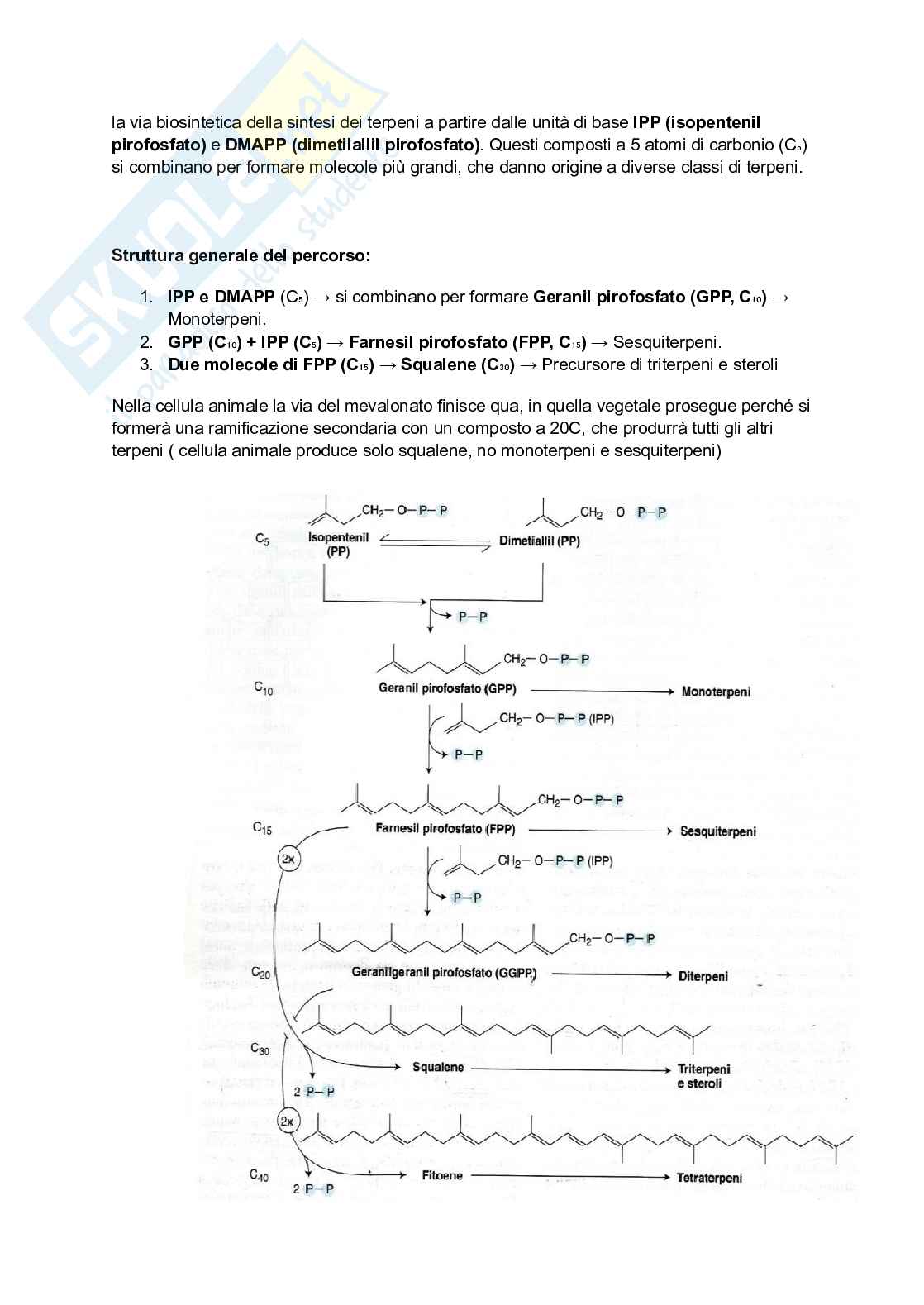 Biologia vegetale e Botanica farmaceutica  Pag. 36