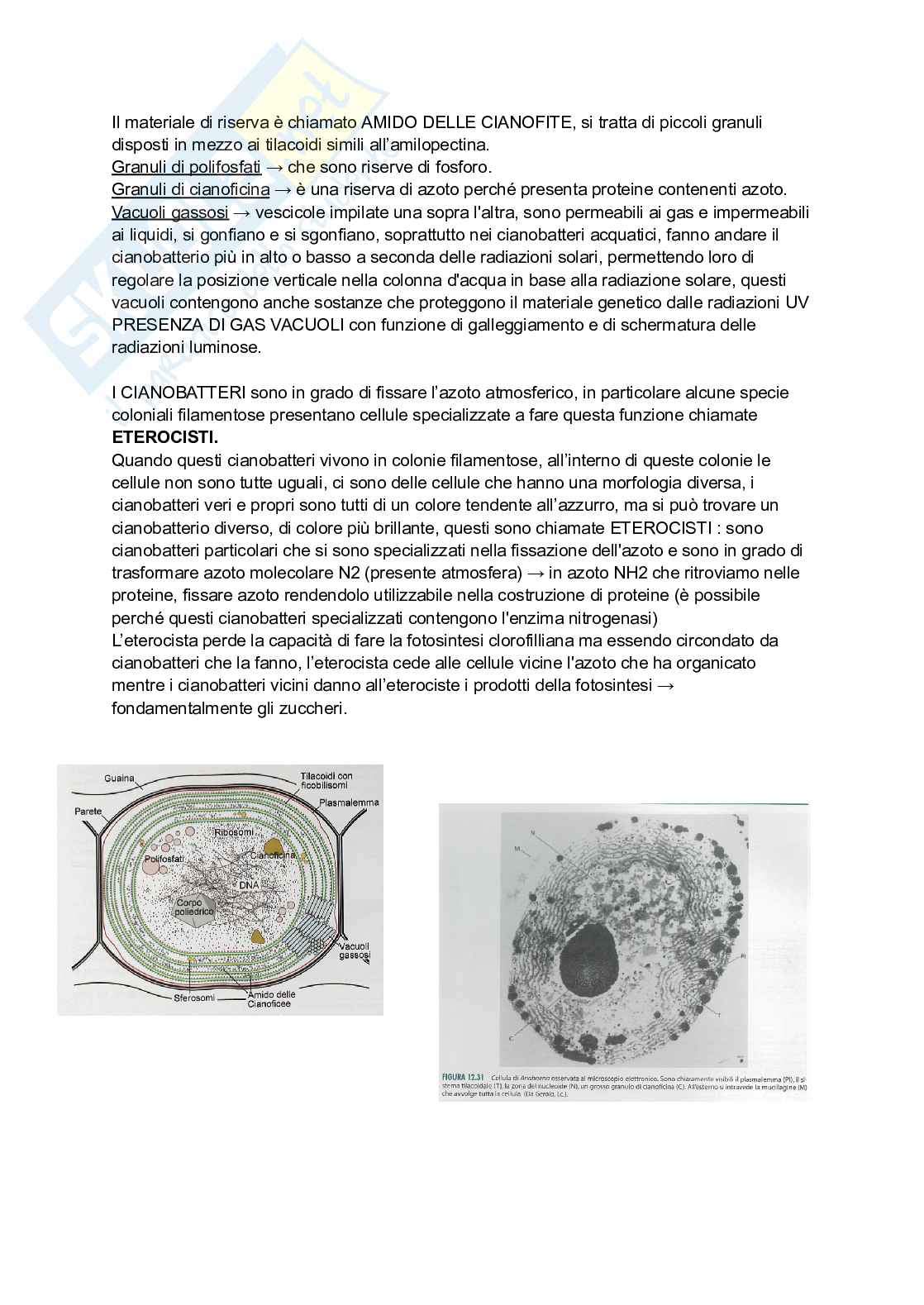 Biologia vegetale e Botanica farmaceutica  Pag. 6