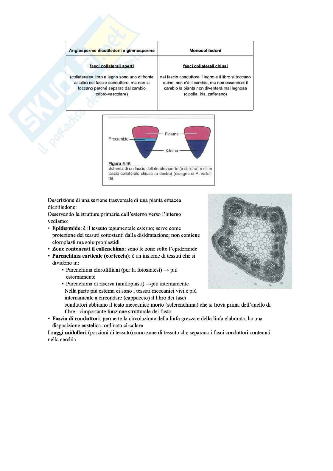 Biologia vegetale e Botanica farmaceutica  Pag. 76