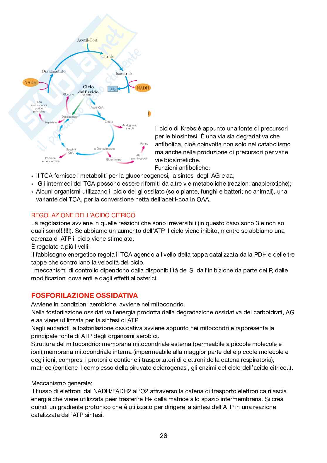 Biochimica Pag. 26
