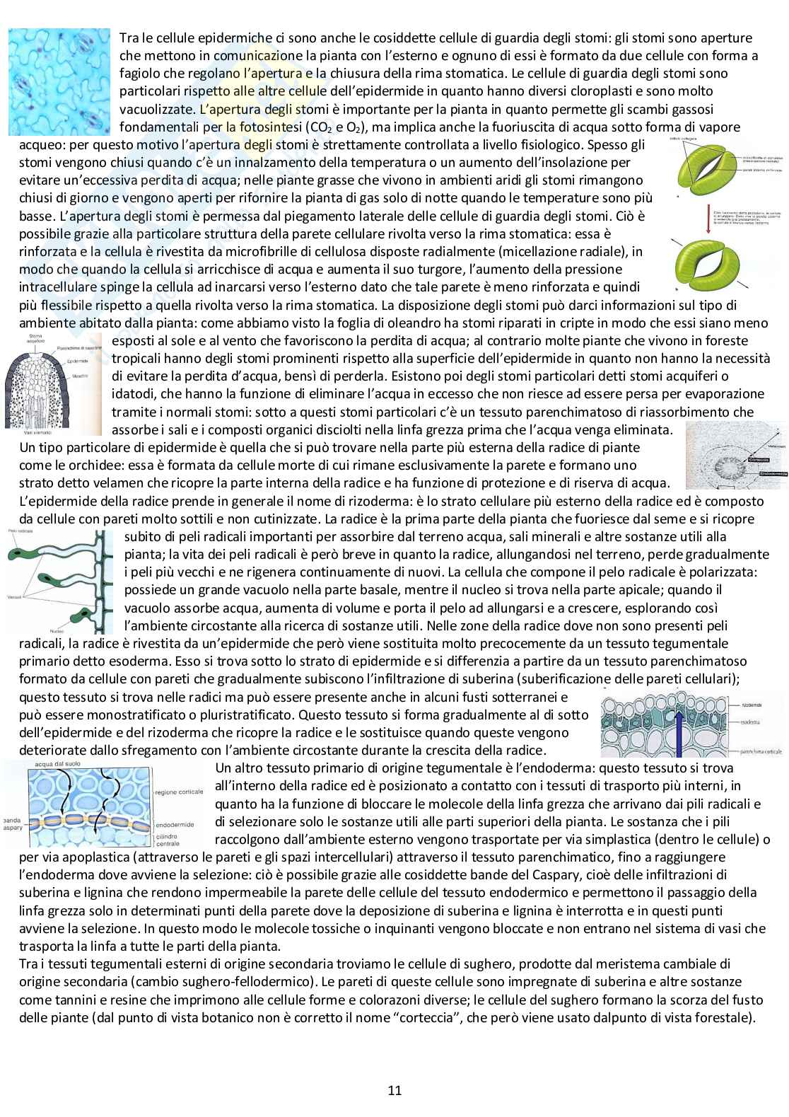 Botanica Generale: appunti d'esame completi Pag. 11