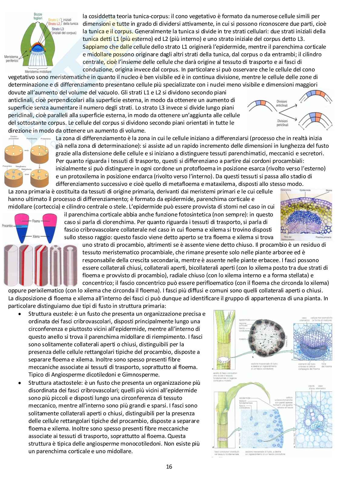 Botanica Generale: appunti d'esame completi Pag. 16