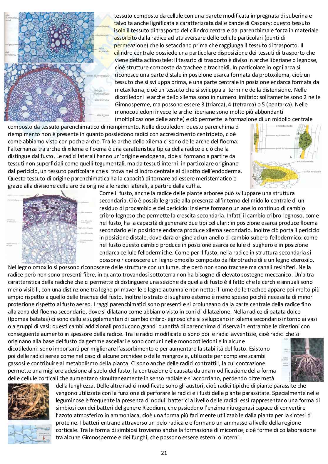 Botanica Generale: appunti d'esame completi Pag. 21