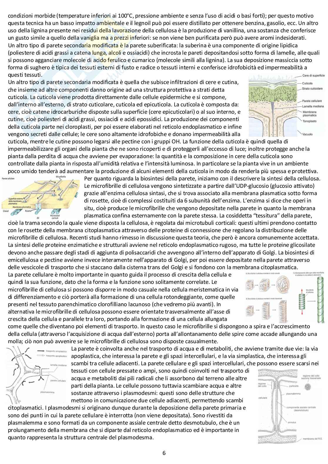 Botanica Generale: appunti d'esame completi Pag. 6