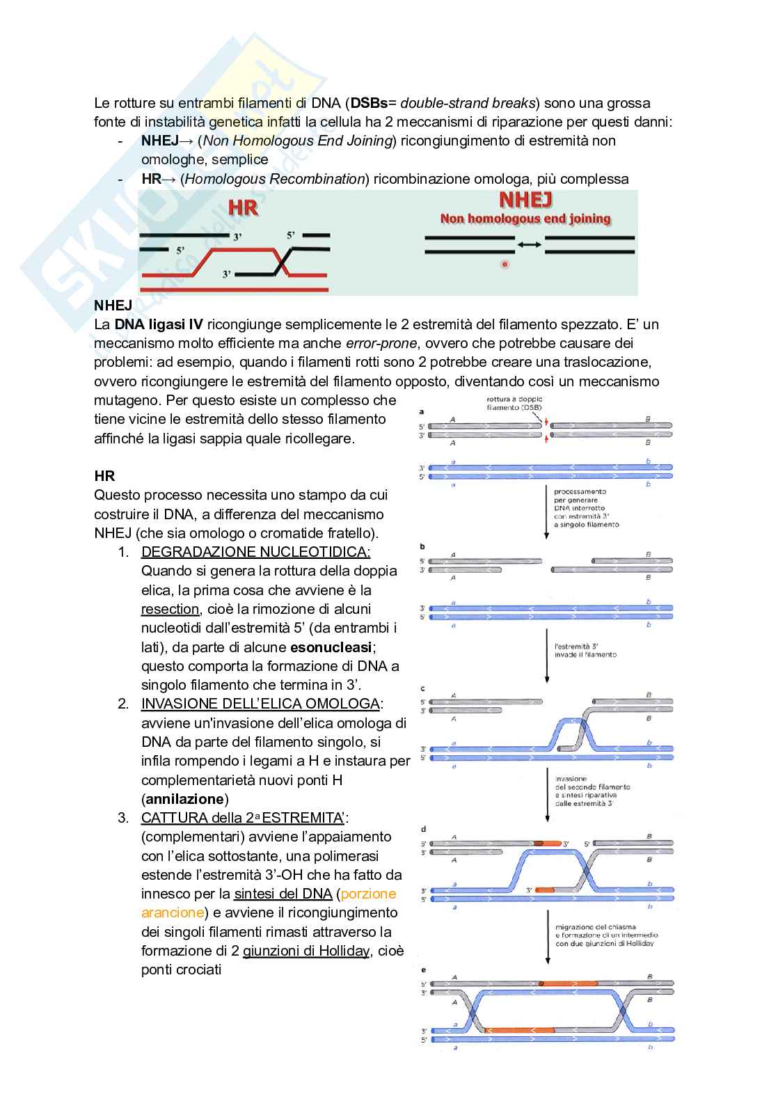 Appunti di Genetica Pag. 16