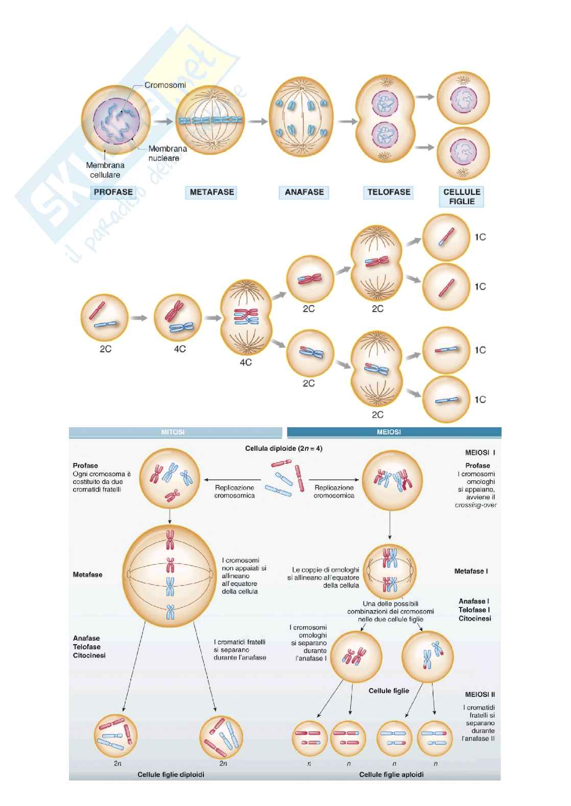Appunti di Genetica Pag. 2