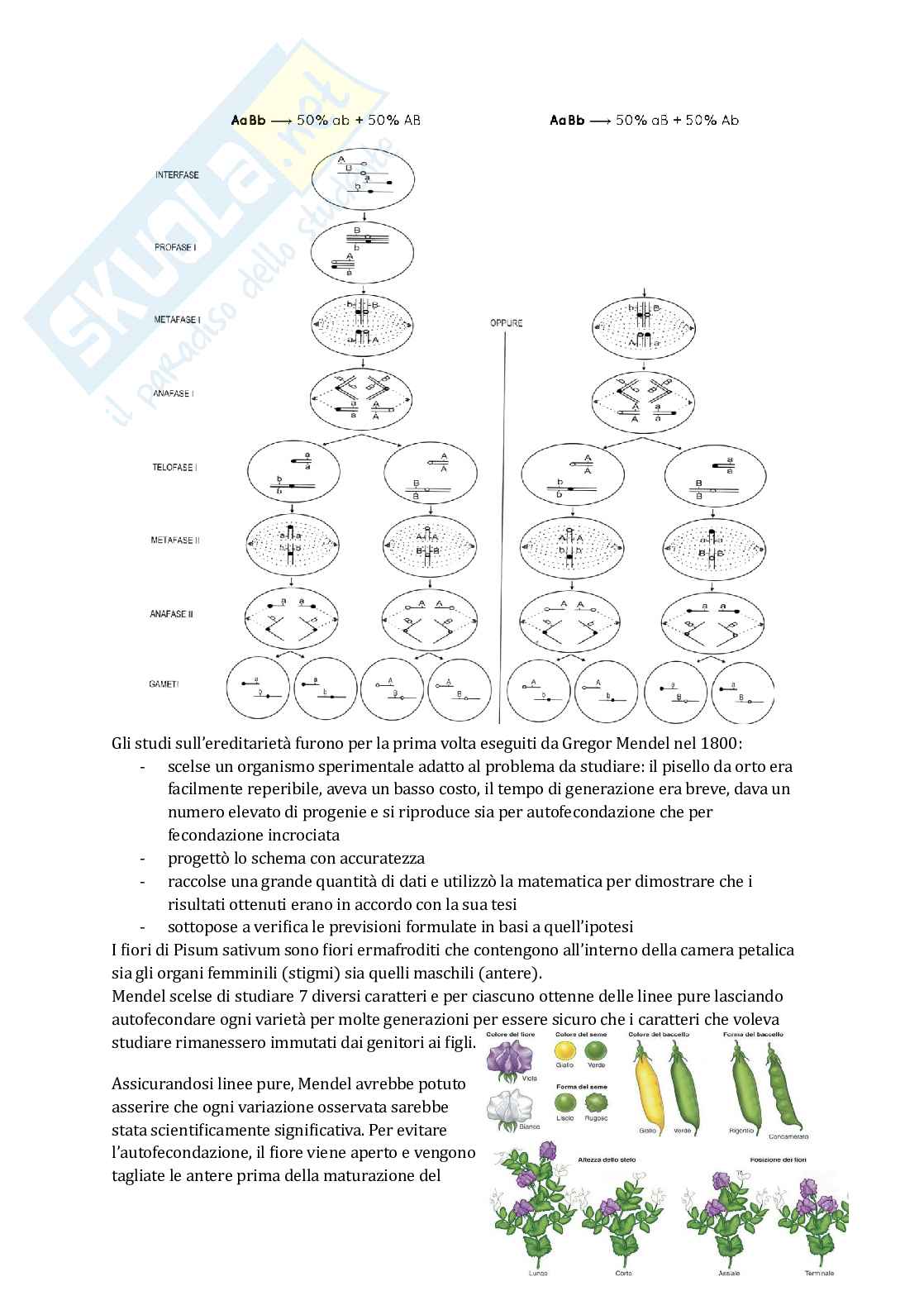 Appunti di Genetica Pag. 21