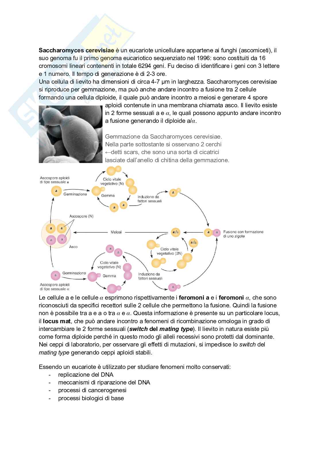 Appunti di Genetica Pag. 66