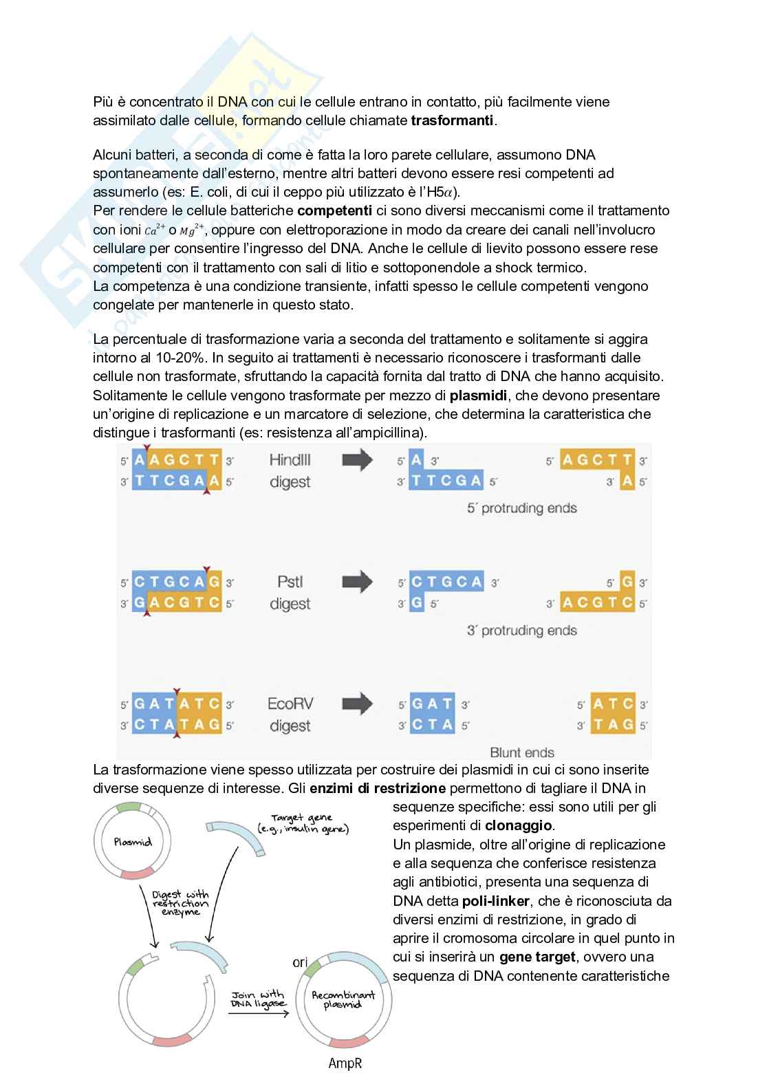 Appunti di Genetica Pag. 71