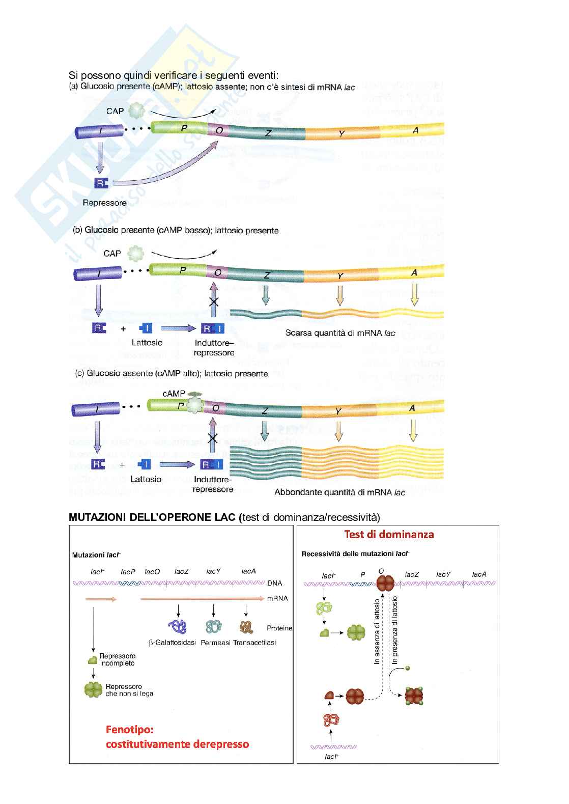 Appunti di Genetica Pag. 81