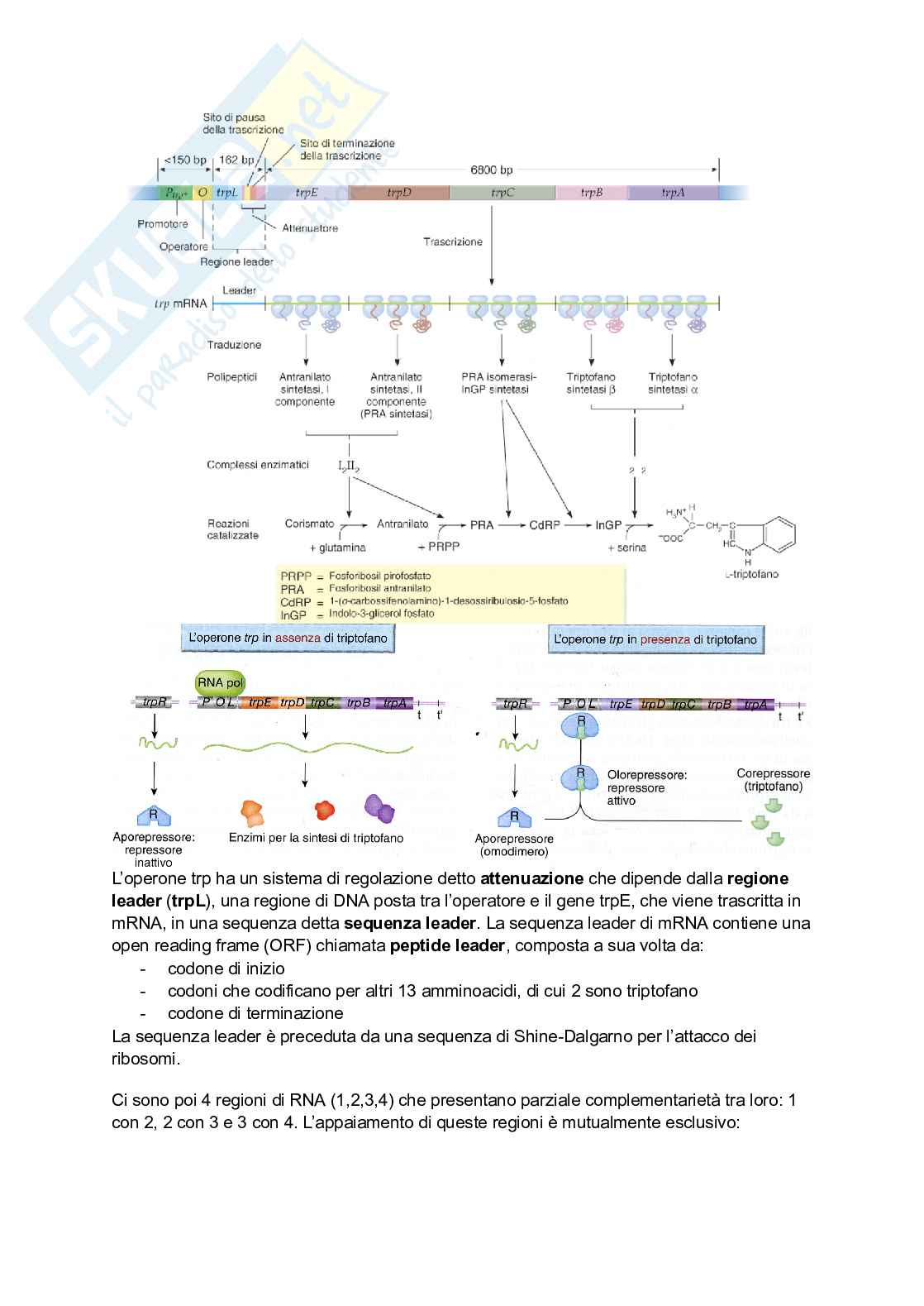 Appunti di Genetica Pag. 86