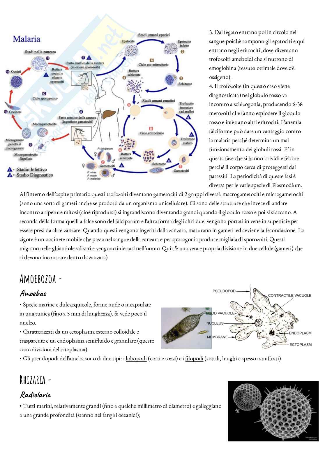 Zoologia - I protozoi Pag. 6