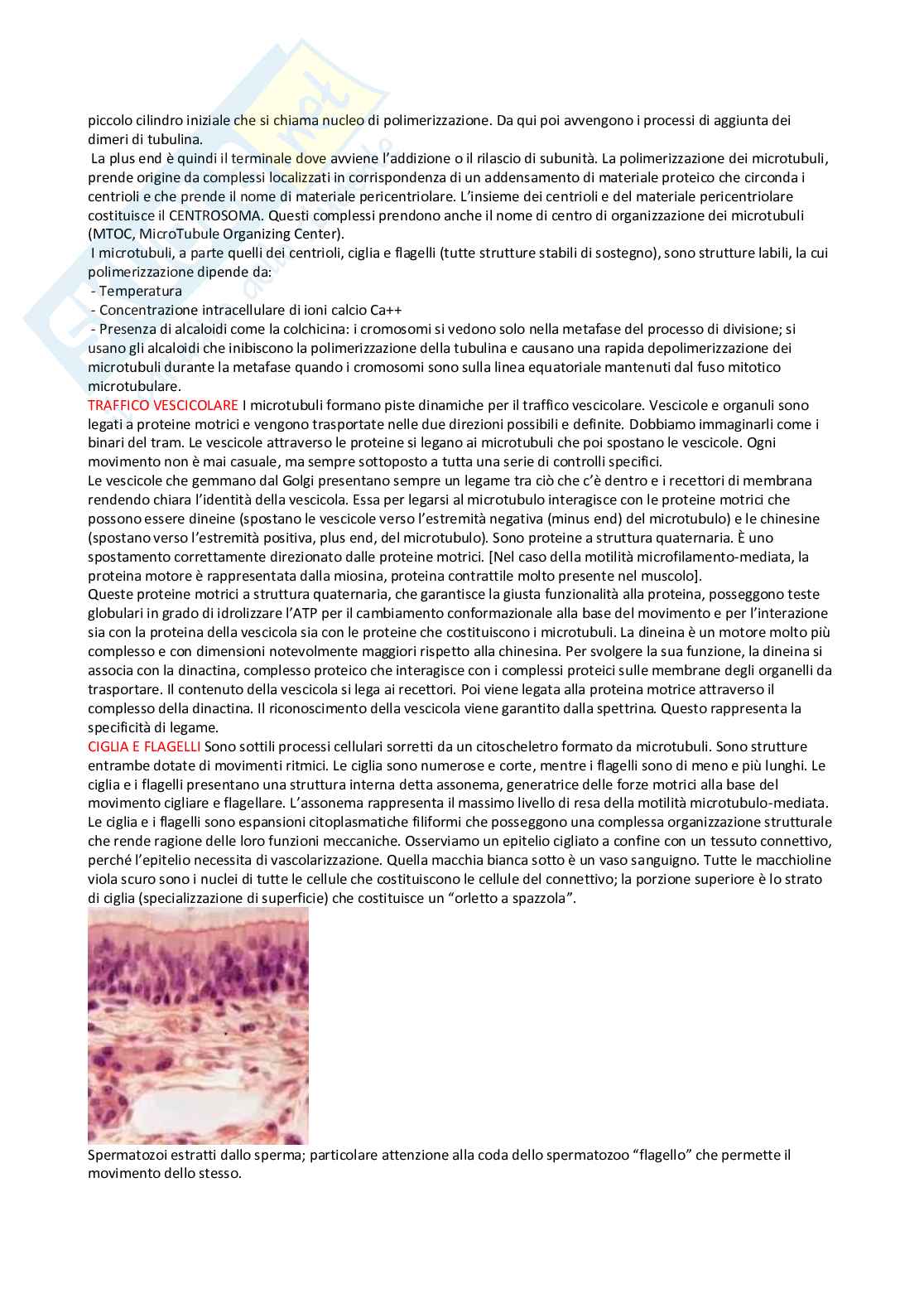 Appunti di Citologia Pag. 51