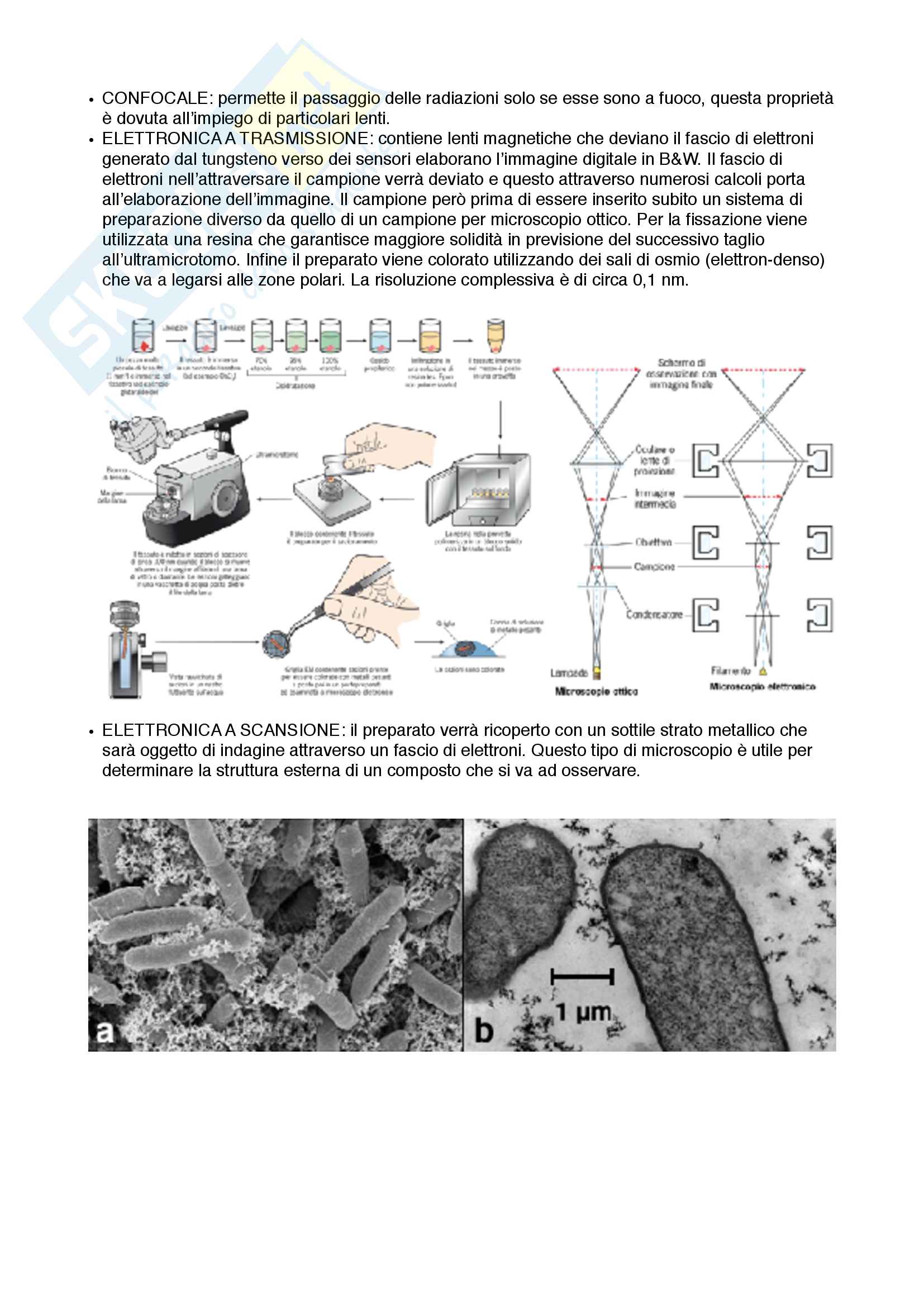 Appunto completo con immagini per esame Citologia corso med 3-4 Unipd Pag. 2