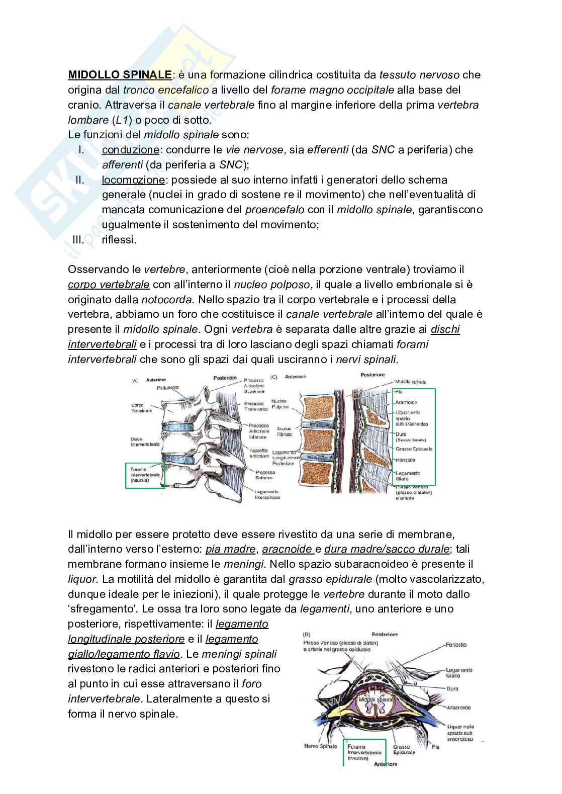 Midollo spinale