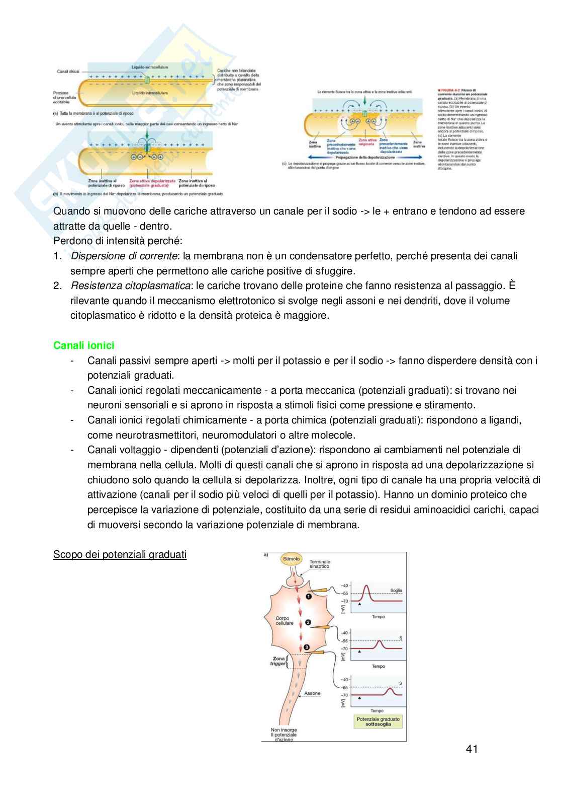 Fisiologia umana Pag. 41