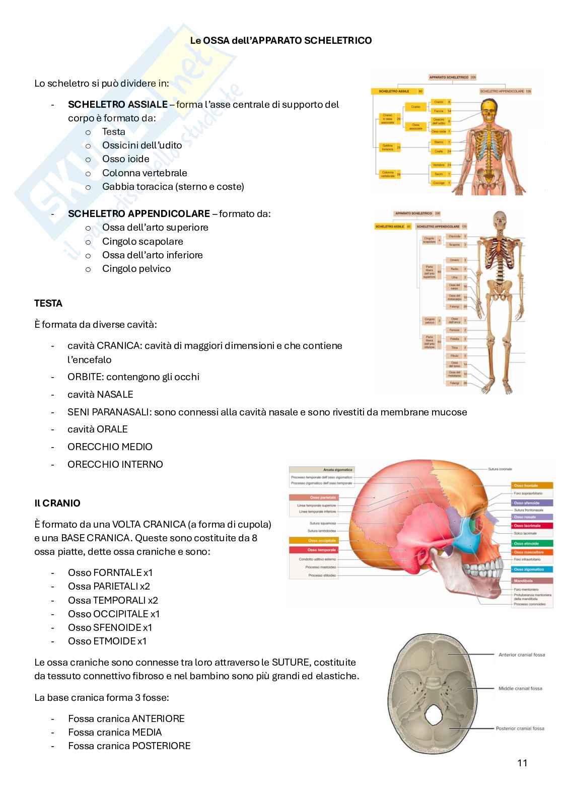 Appunti Anatomia Pag. 11