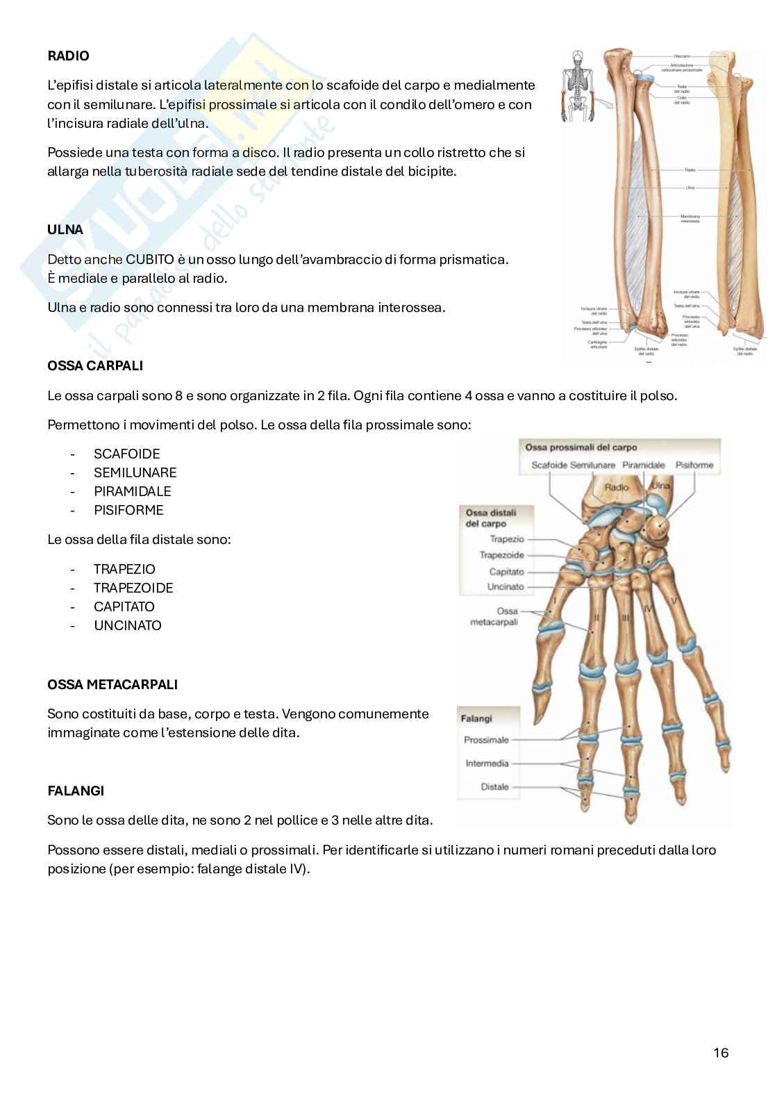 Appunti Anatomia Pag. 16