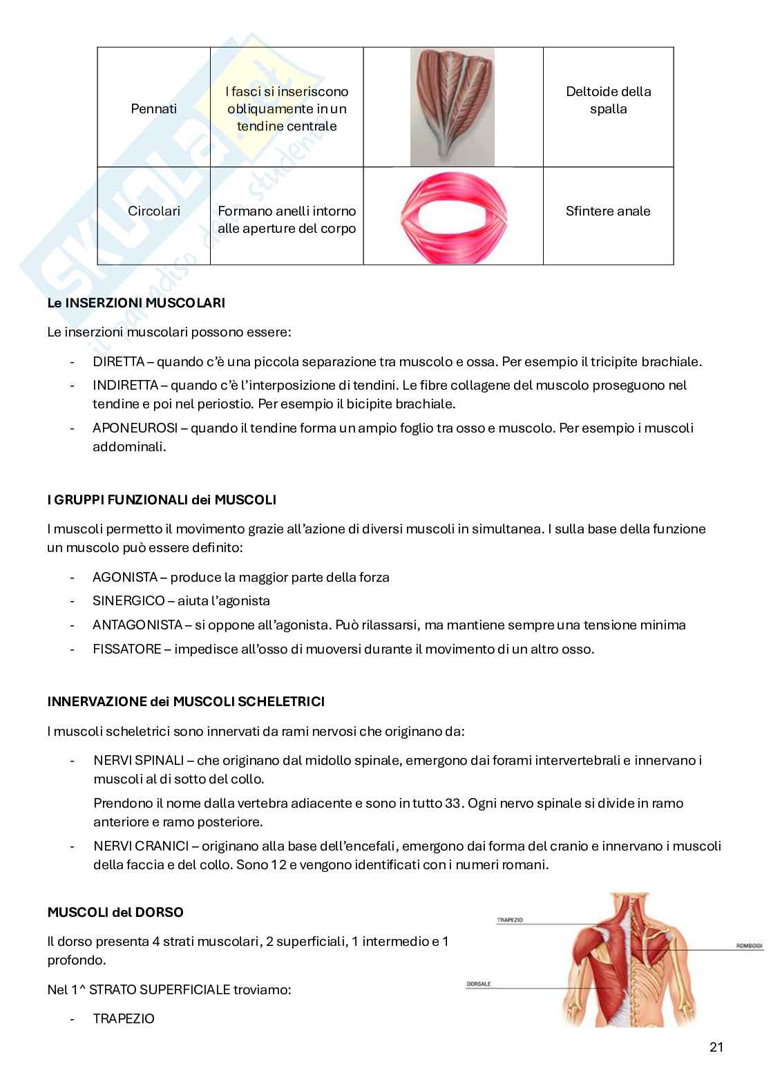 Appunti Anatomia Pag. 21
