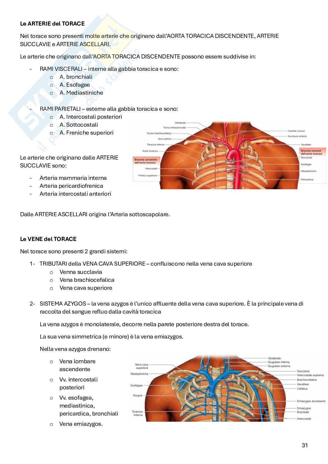 Appunti Anatomia Pag. 31