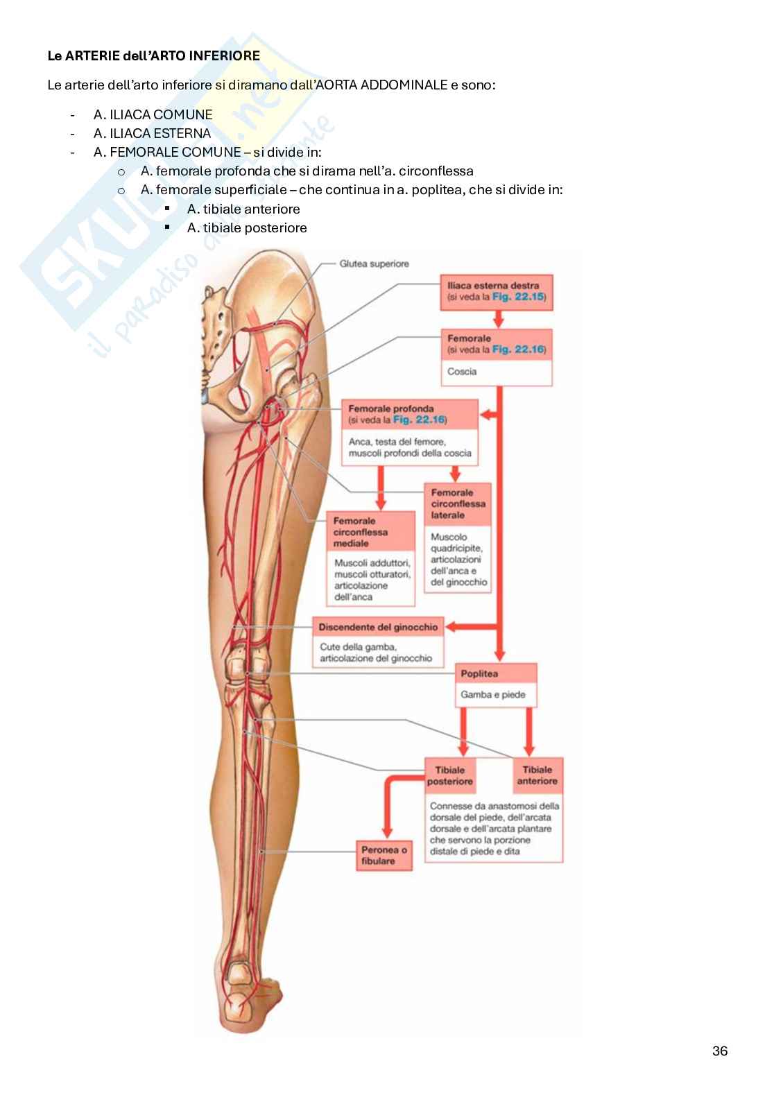 Appunti Anatomia Pag. 36