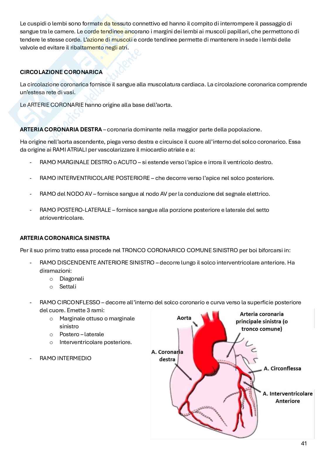 Appunti Anatomia Pag. 41