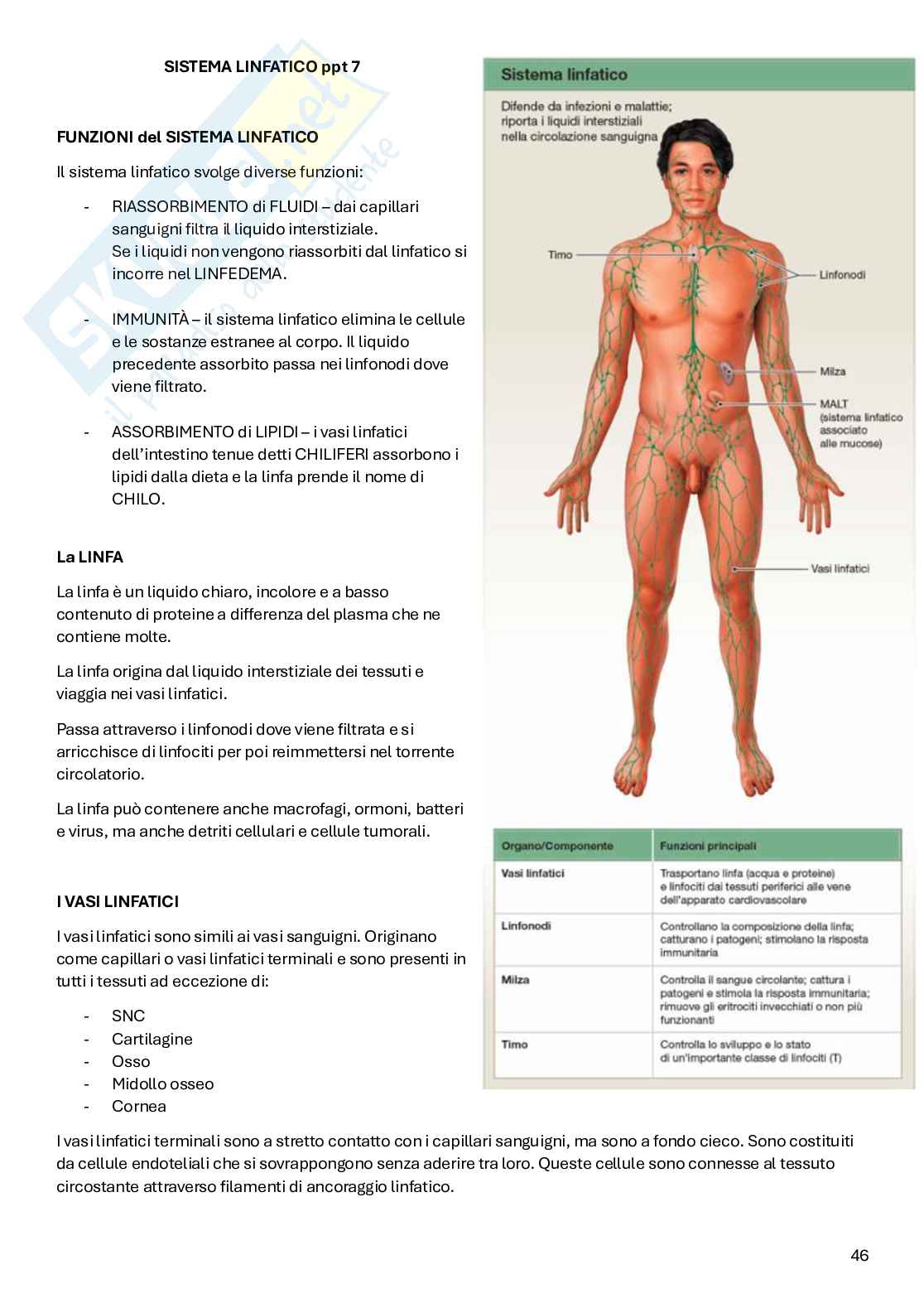 Appunti Anatomia Pag. 46