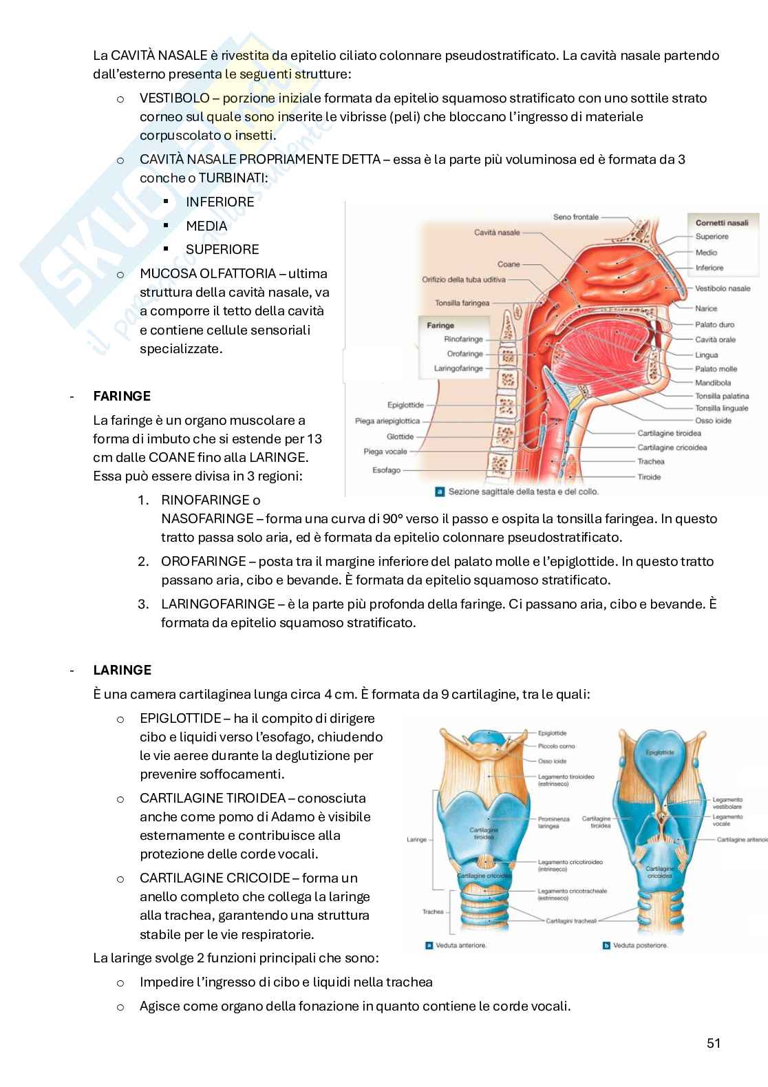 Appunti Anatomia Pag. 51