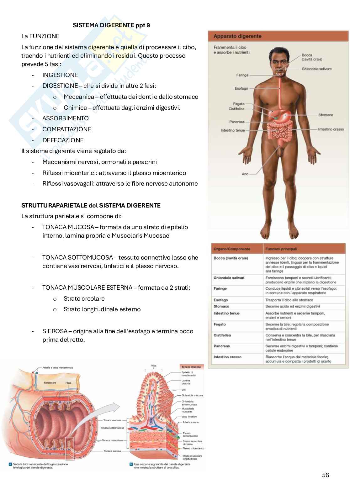 Appunti Anatomia Pag. 56