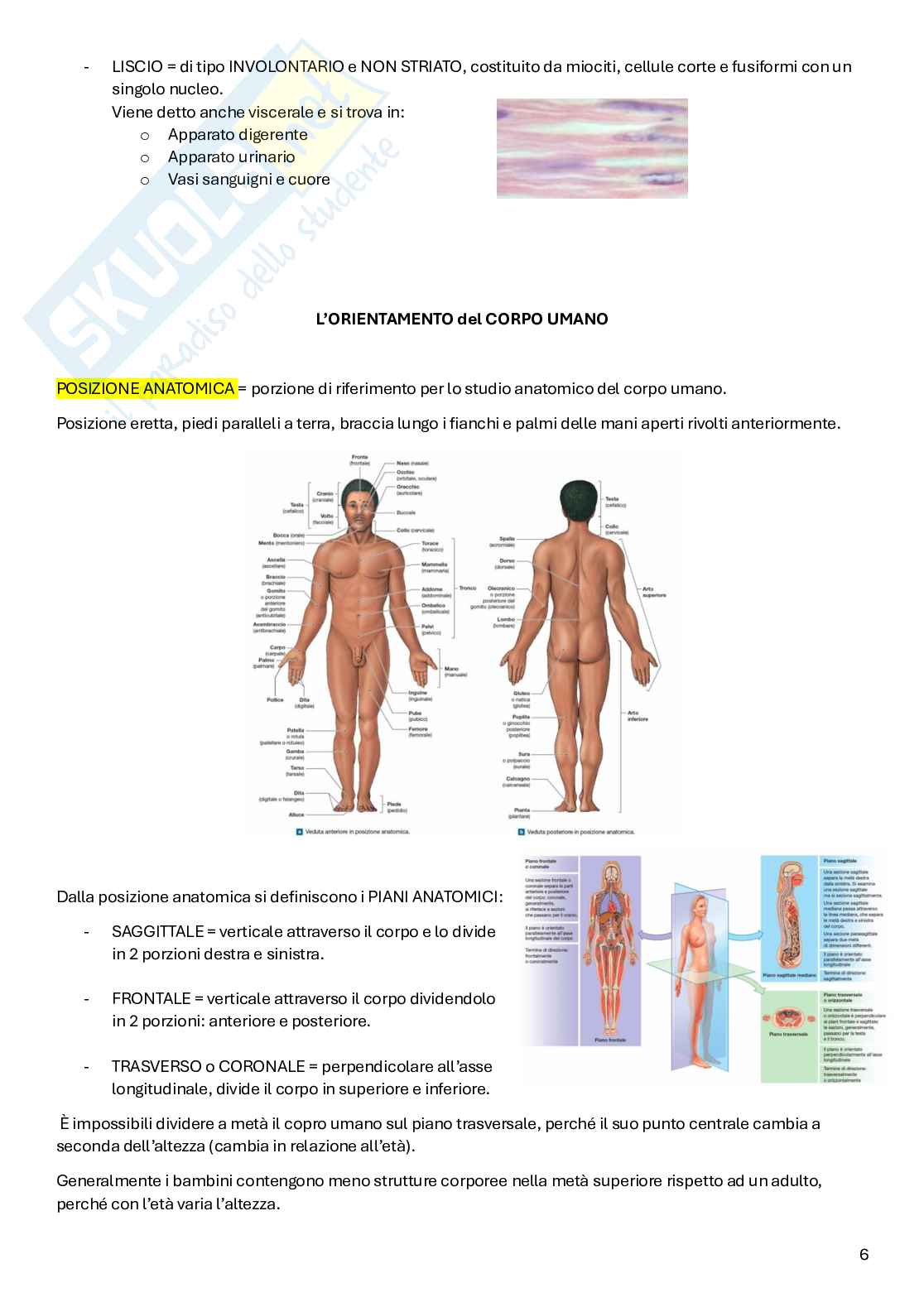 Appunti Anatomia Pag. 6