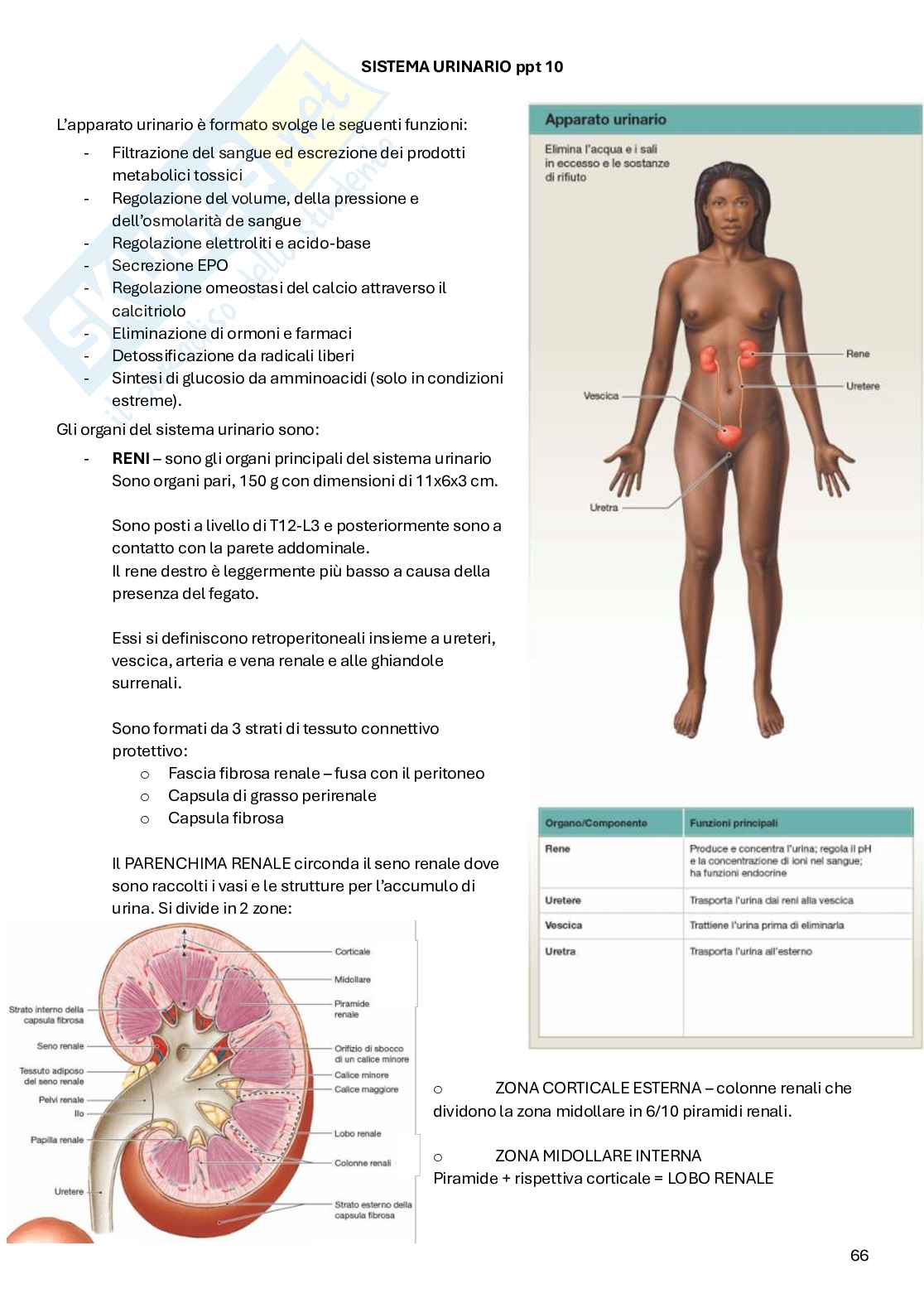 Appunti Anatomia Pag. 66