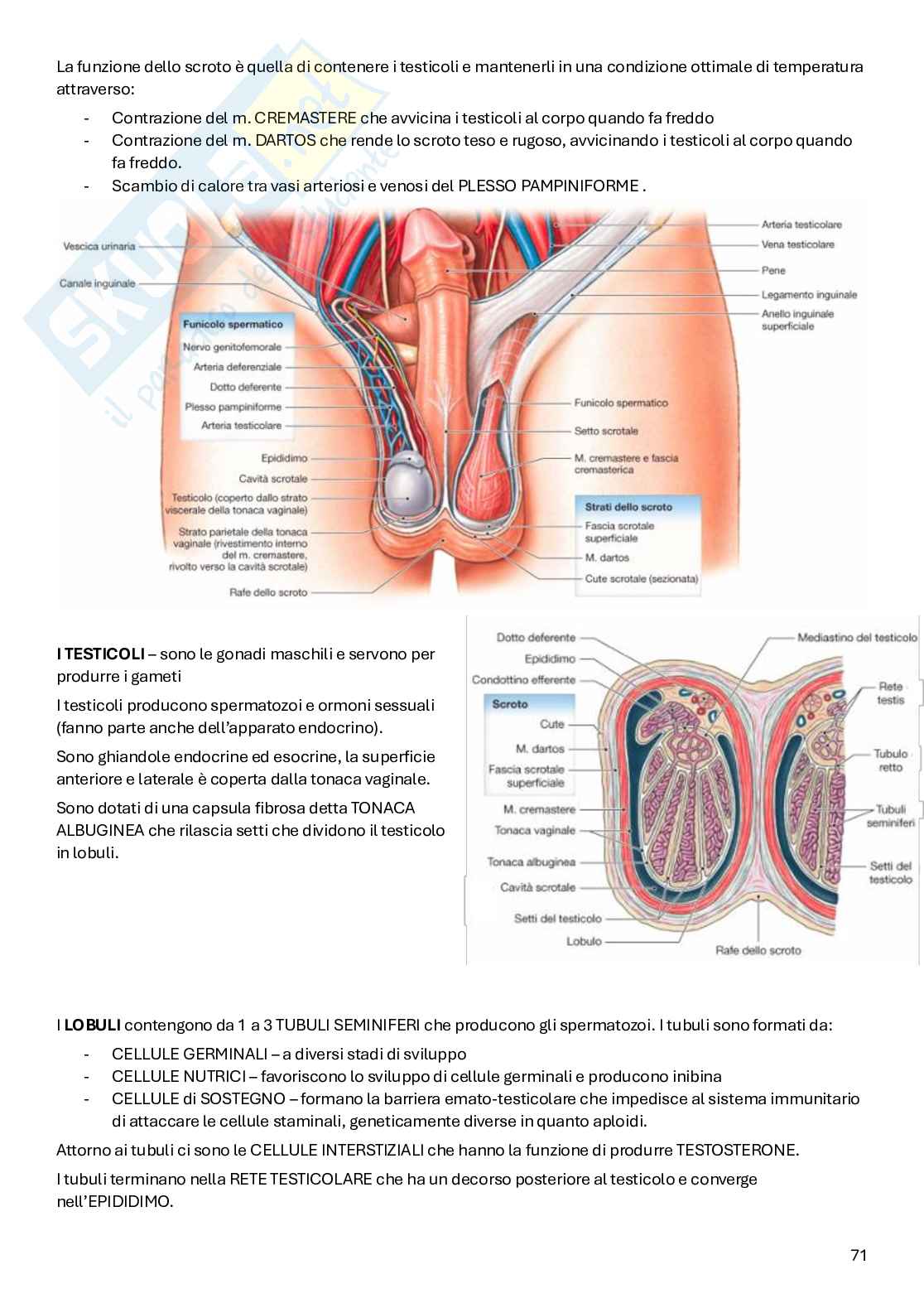 Appunti Anatomia Pag. 71