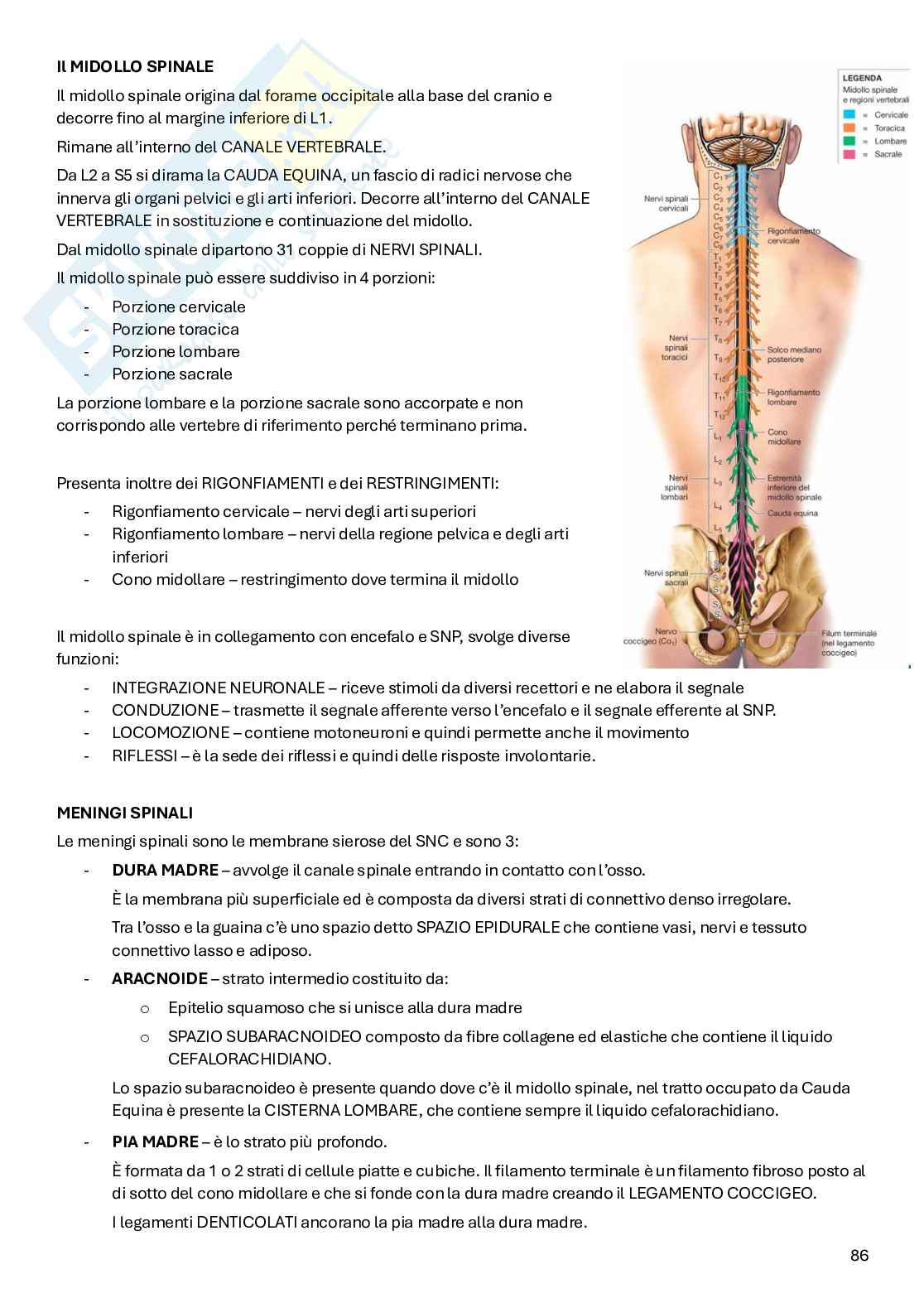 Appunti Anatomia Pag. 86