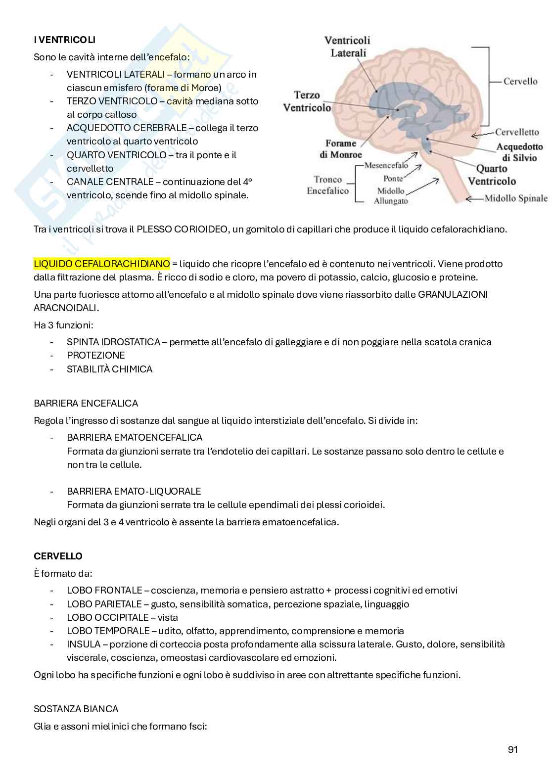 Appunti Anatomia Pag. 91