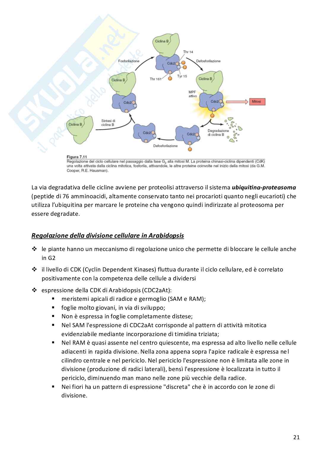 Plasticità cellulare (seconda parte) Pag. 21