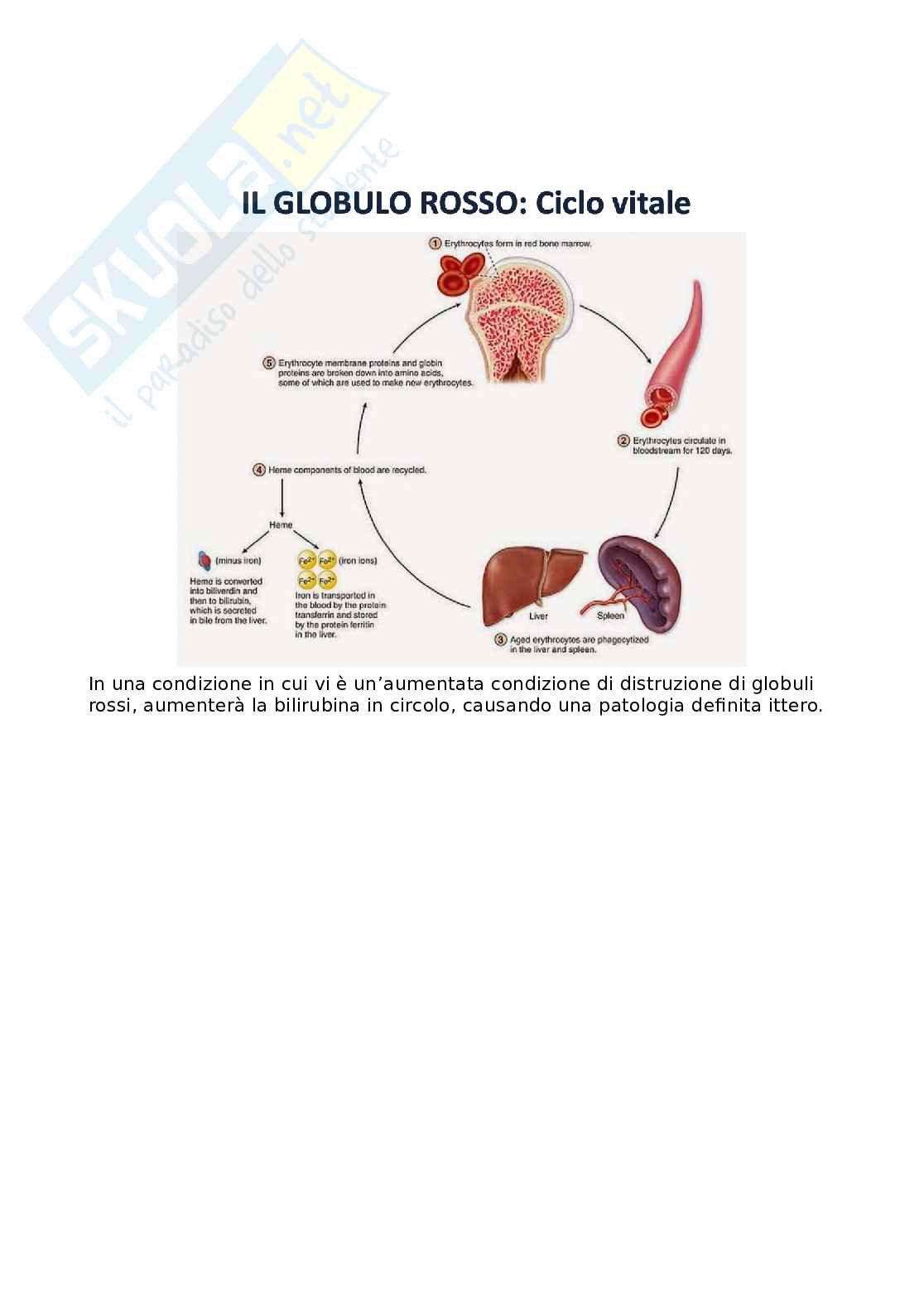 Anemia Medicina generale Pag. 2