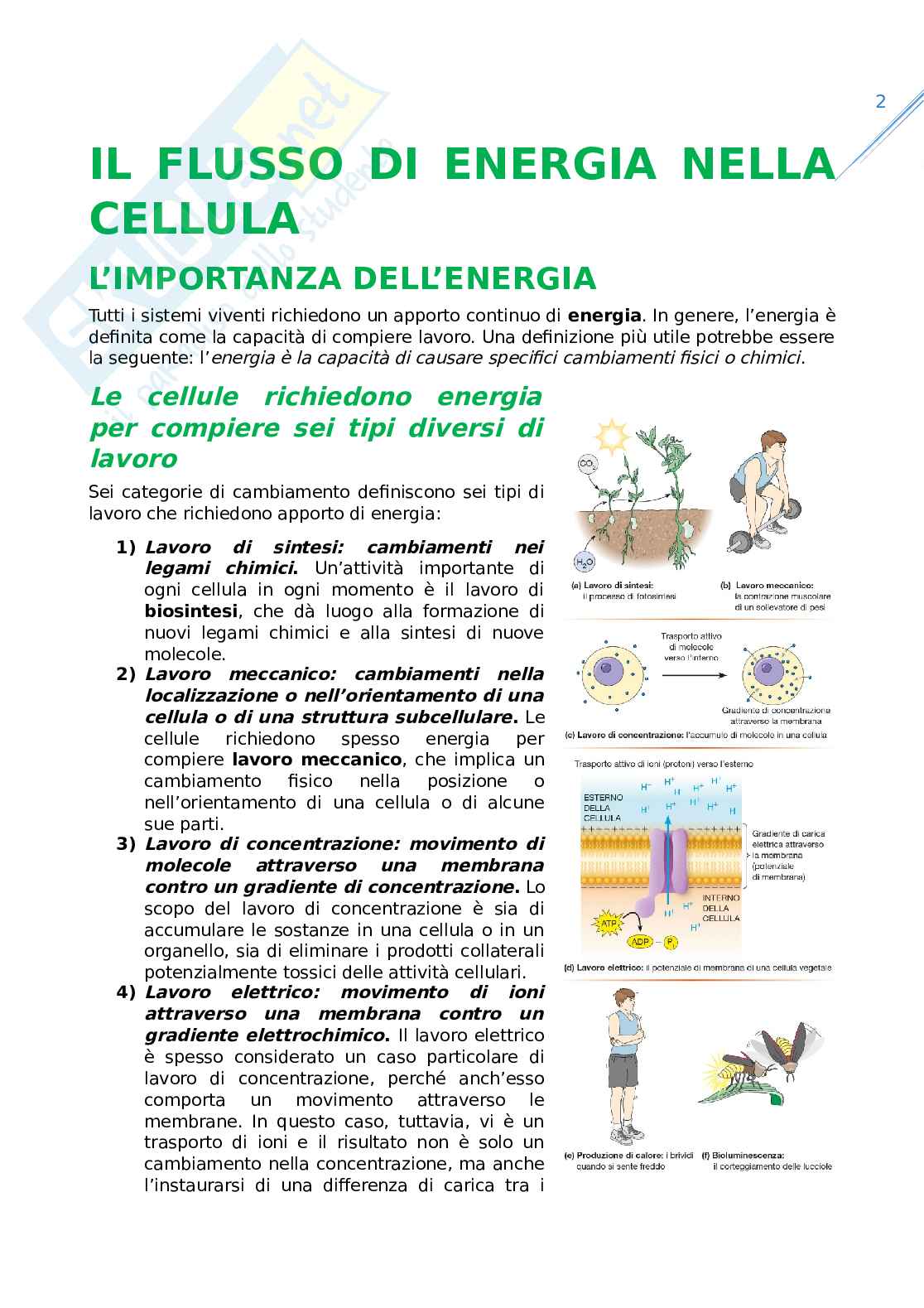 Flusso di energia nella cellula Pag. 1