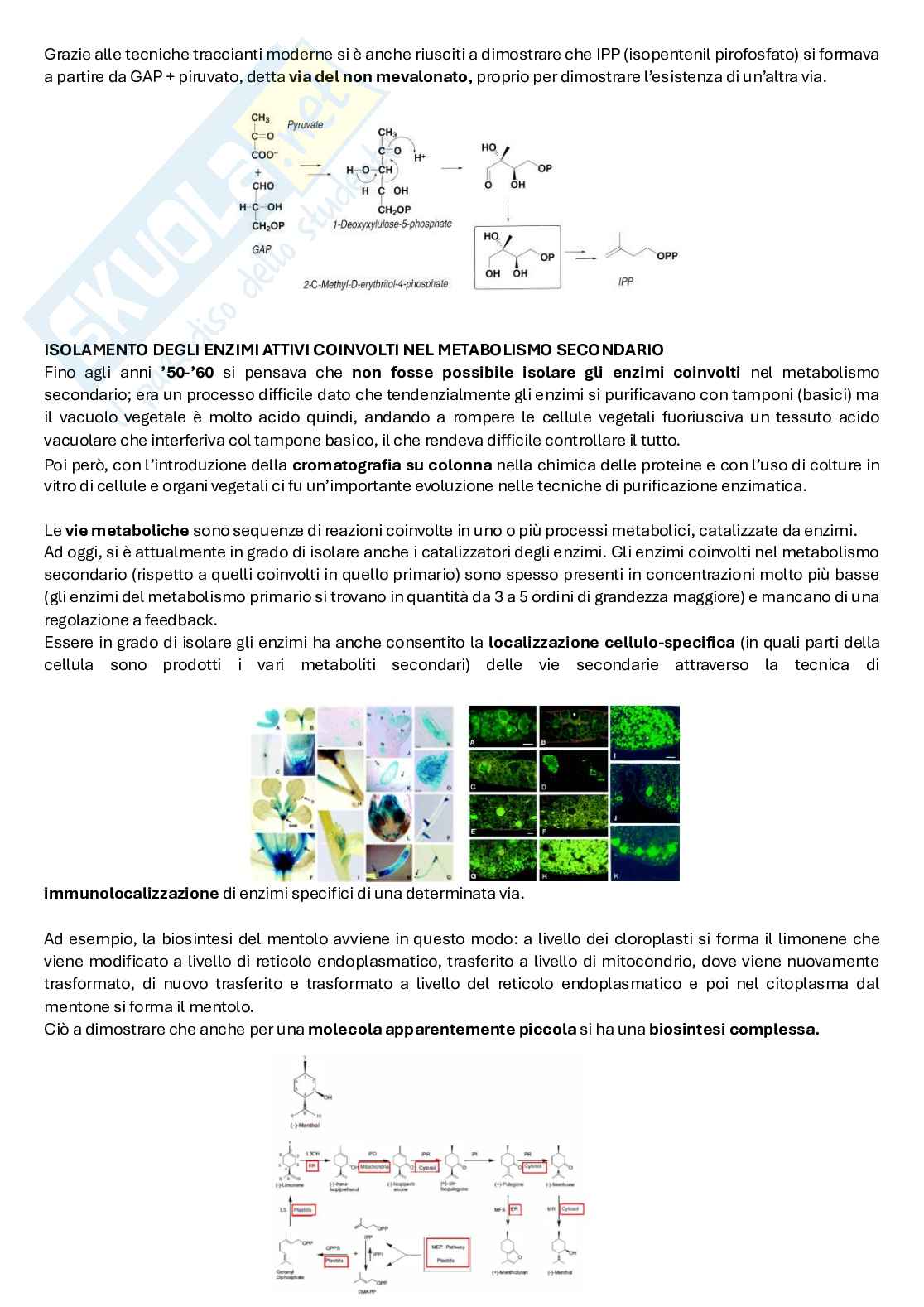 Biologia farmaceutica vegetale Pag. 31