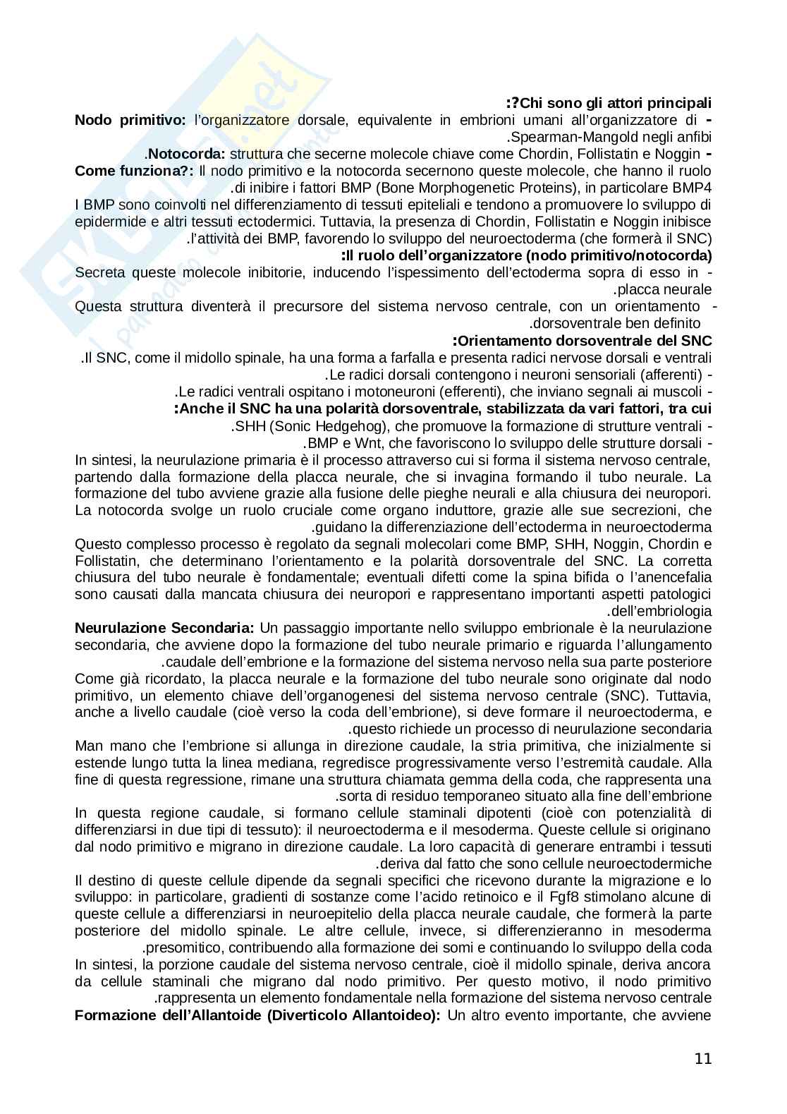 Embriologia  Pag. 11